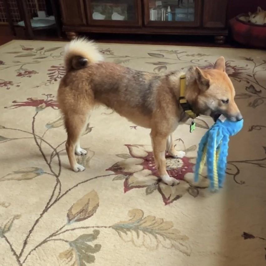 Enlarge Sora, a ADOPTABLE Shiba Inu in Chicago, IL image 3/6
