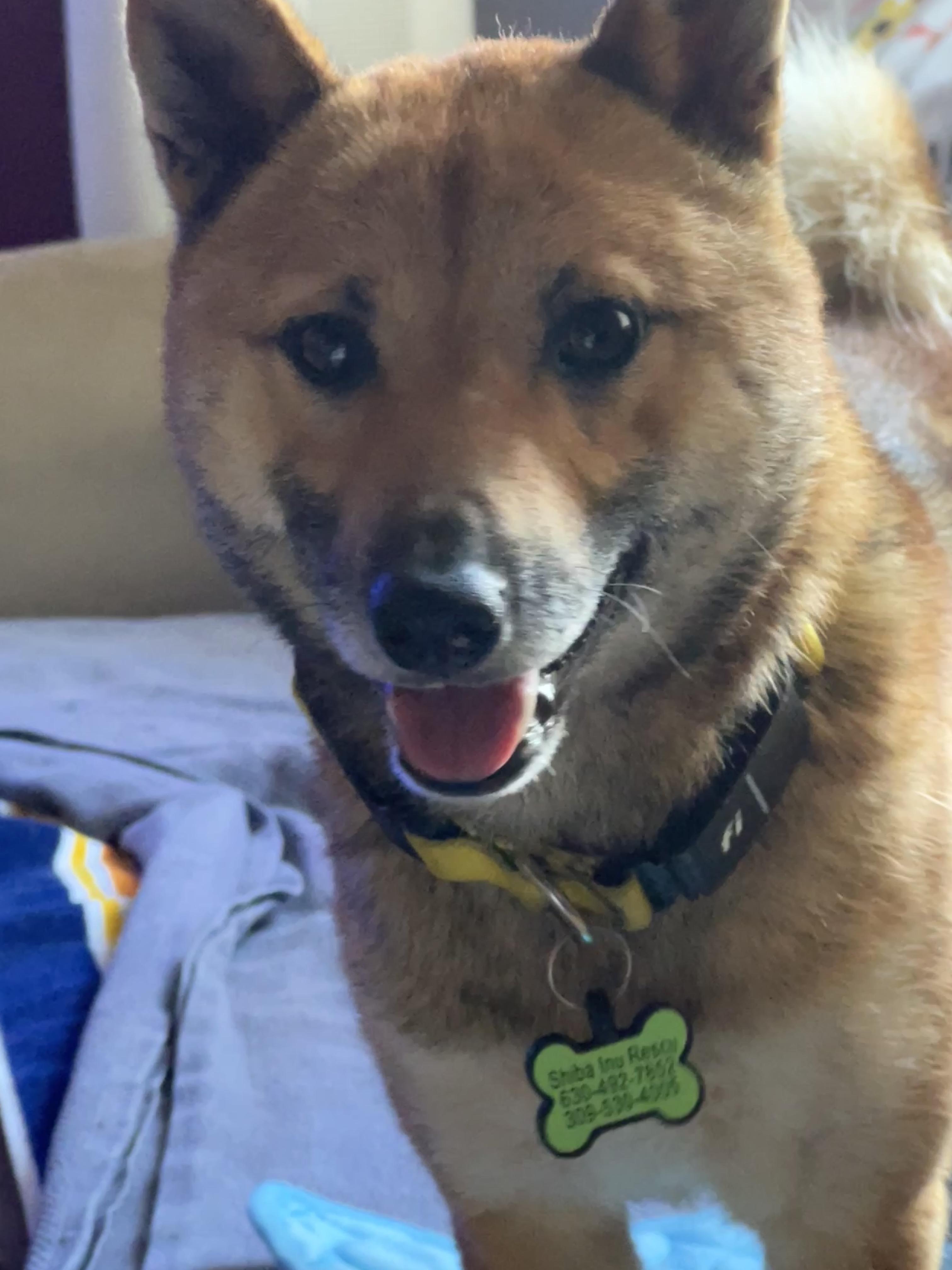 Enlarge Sora, a ADOPTABLE Shiba Inu in Chicago, IL image 2/6