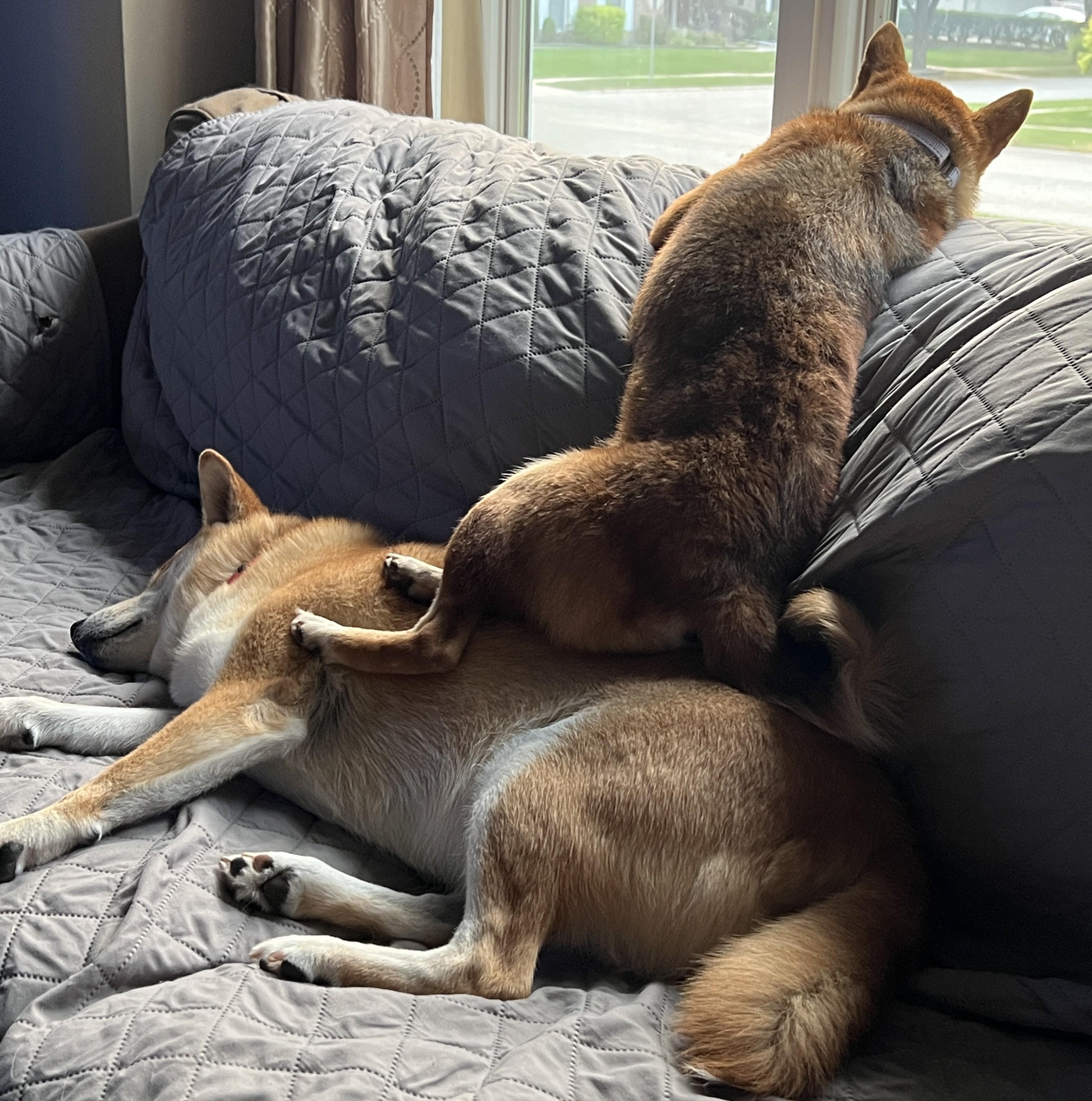 Enlarge Sora, a ADOPTABLE Shiba Inu in Chicago, IL image 5/6