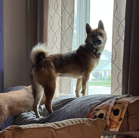 Enlarge Sora, a ADOPTABLE Shiba Inu in Chicago, IL image 4/6