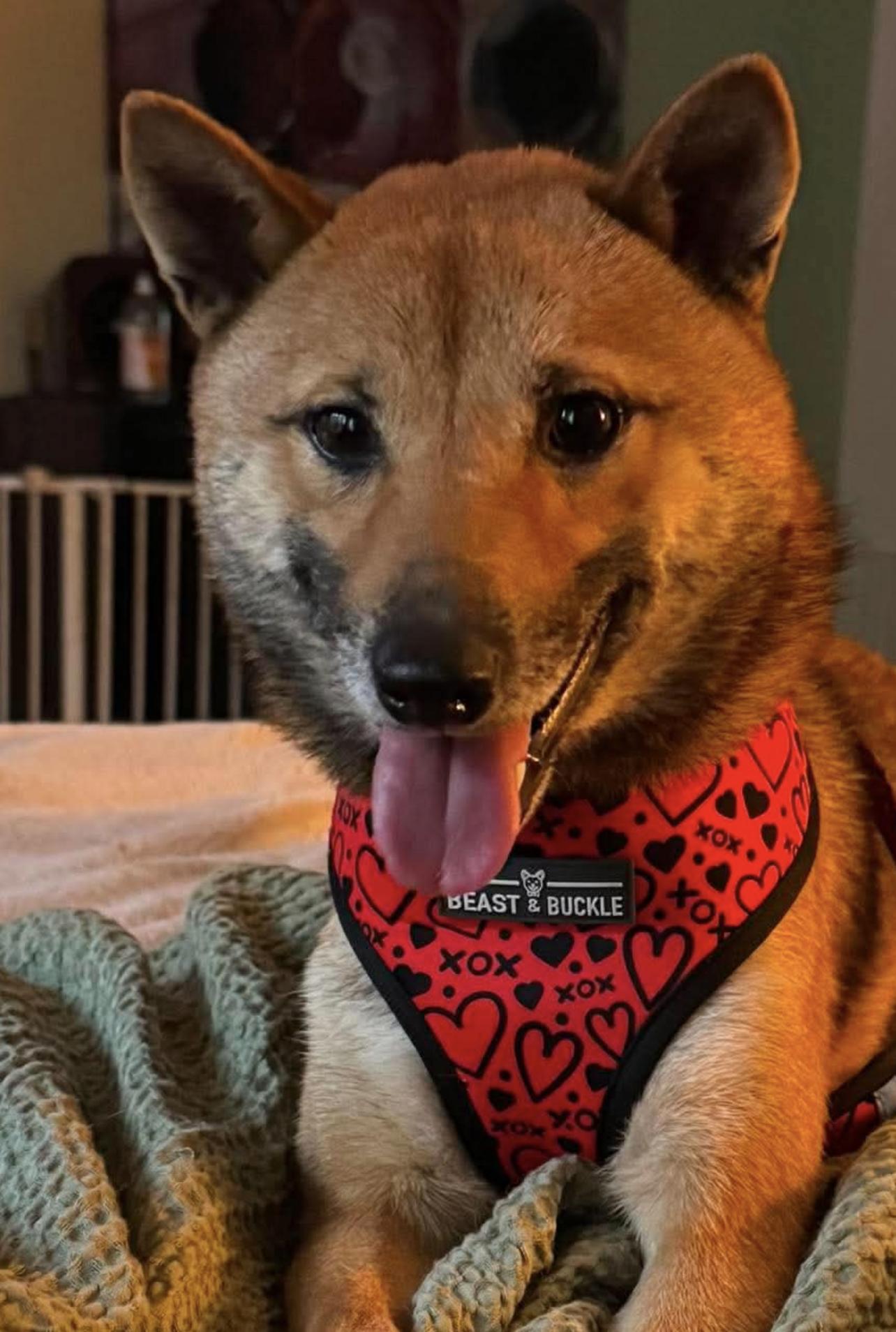 Enlarge Sora, a ADOPTABLE Shiba Inu in Chicago, IL image 6/6