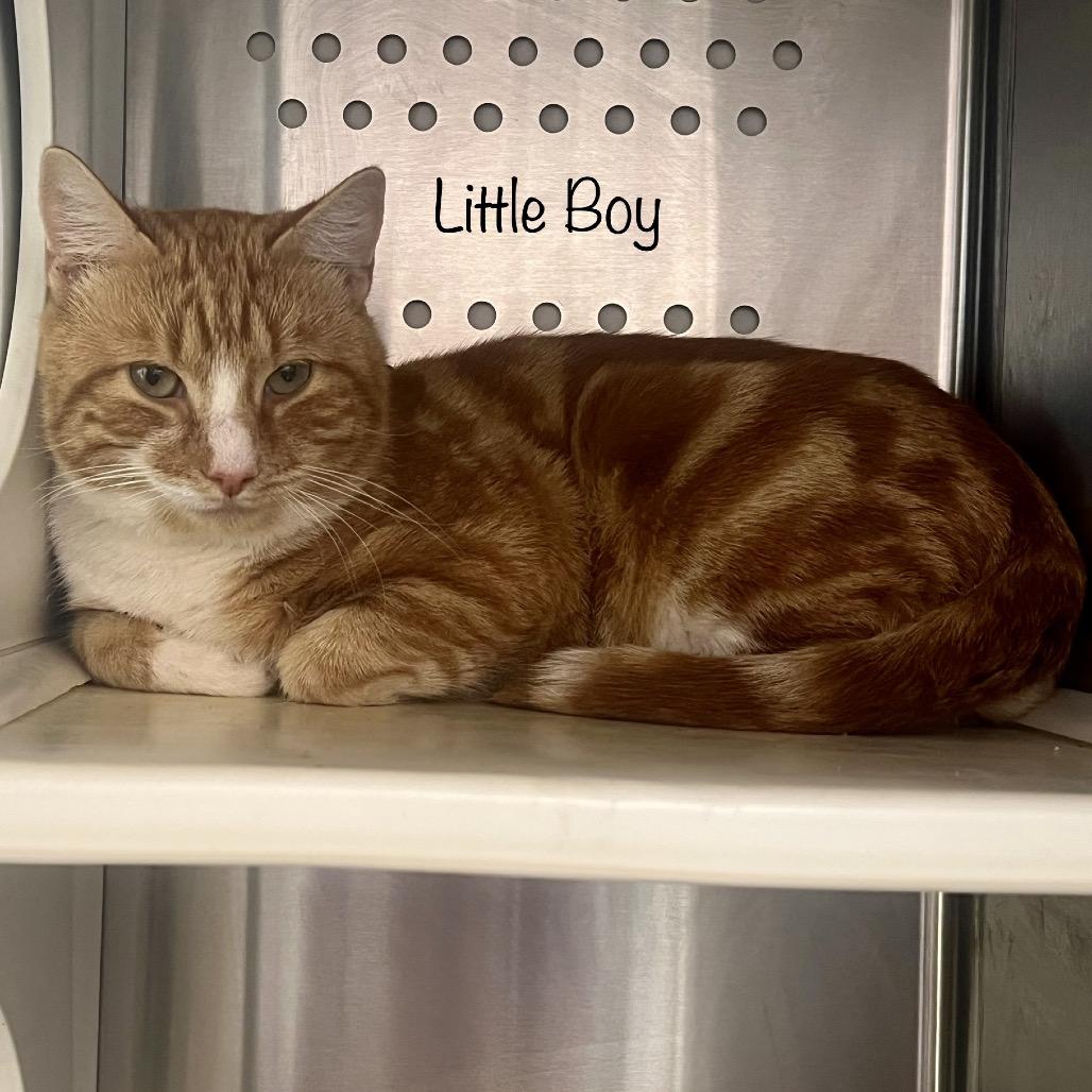 Little Boy, Adoptable, Young Male Domestic Medium Hair & Domestic Medium Hair.