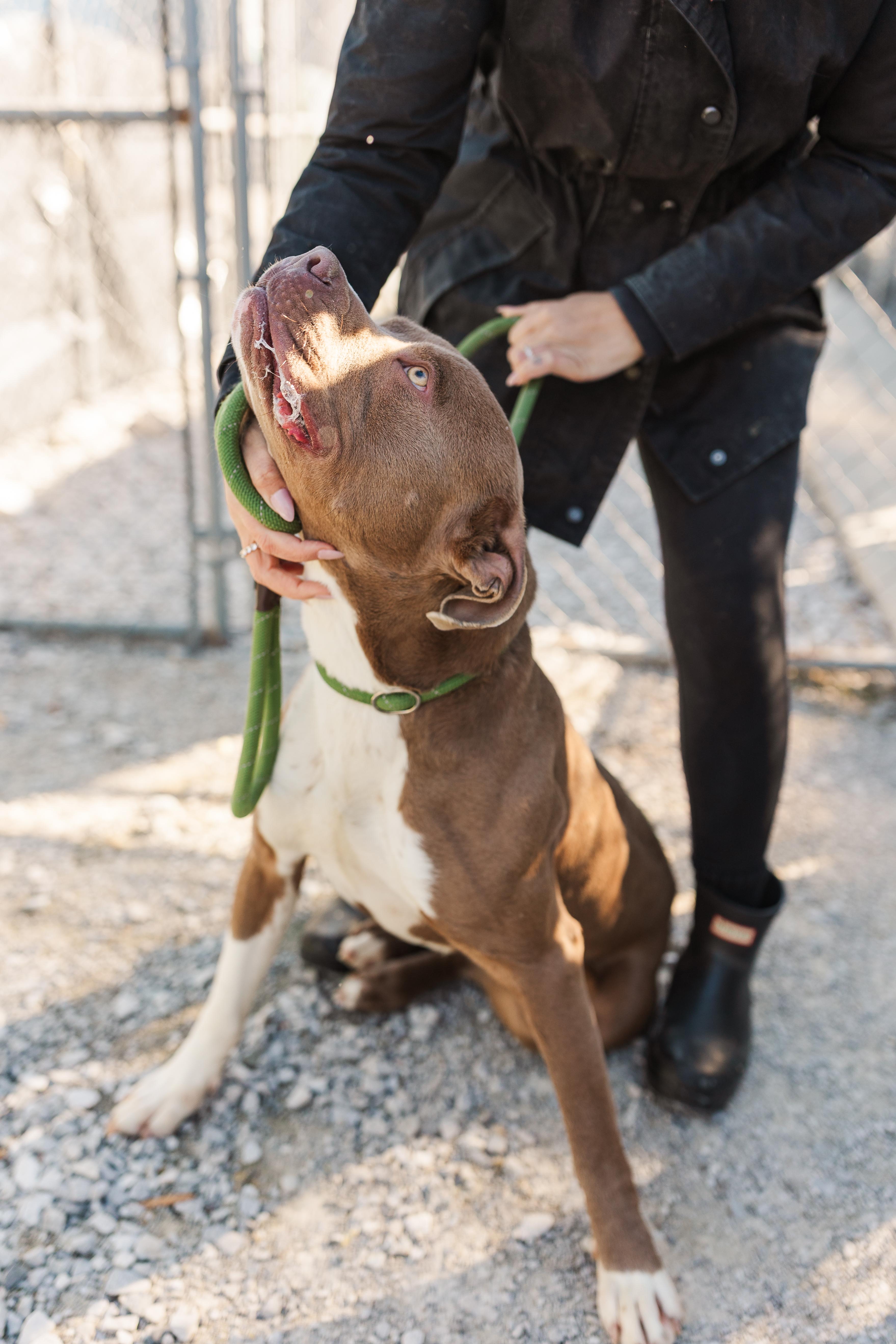 Enlarge Jerry, an adopted Mixed Breed in Manchester, TN image 4/4