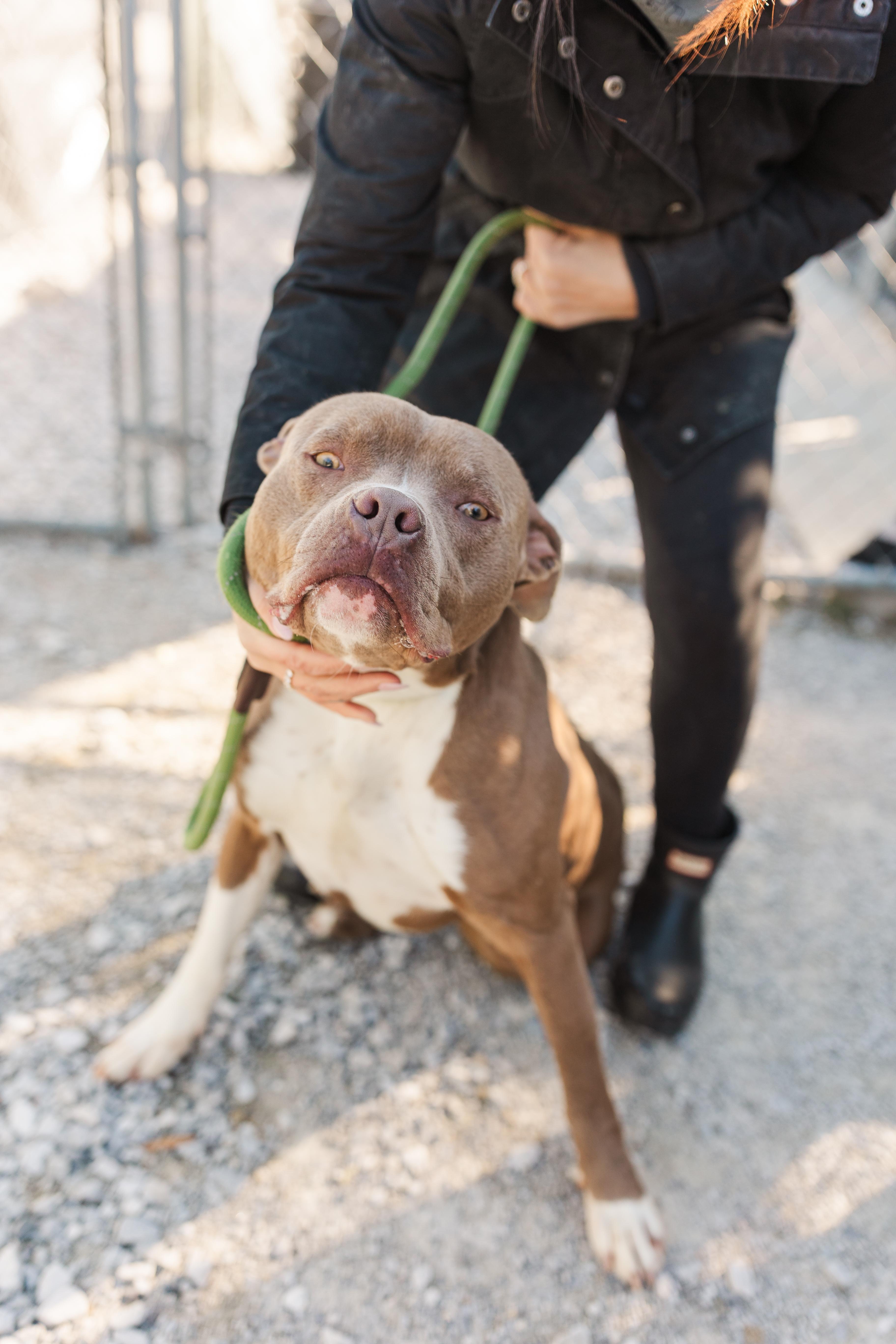 Jerry, ADOPTABLE, Young Male Mixed Breed.
