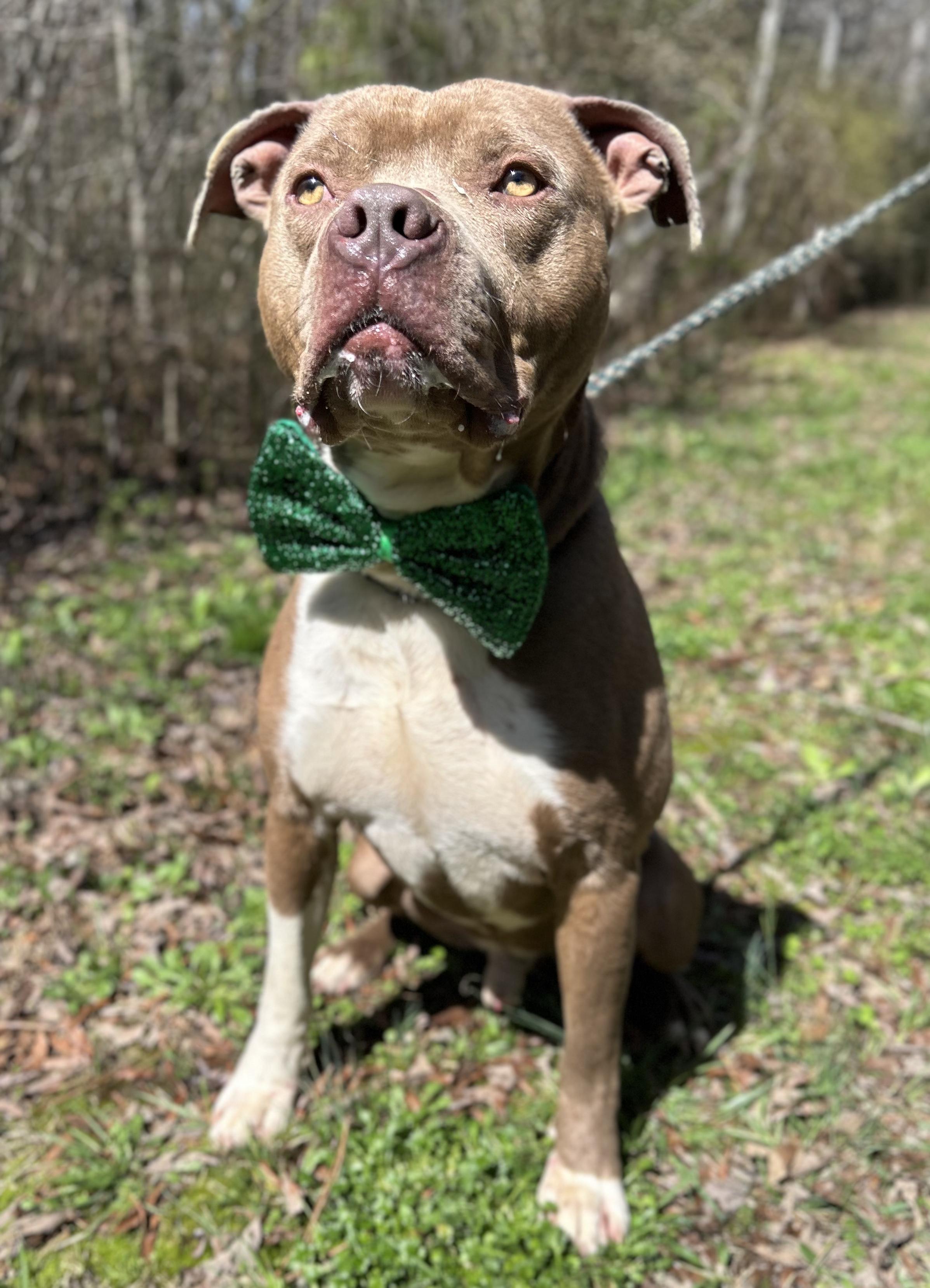 Enlarge Jerry, an adopted Mixed Breed in Manchester, TN image 1/4