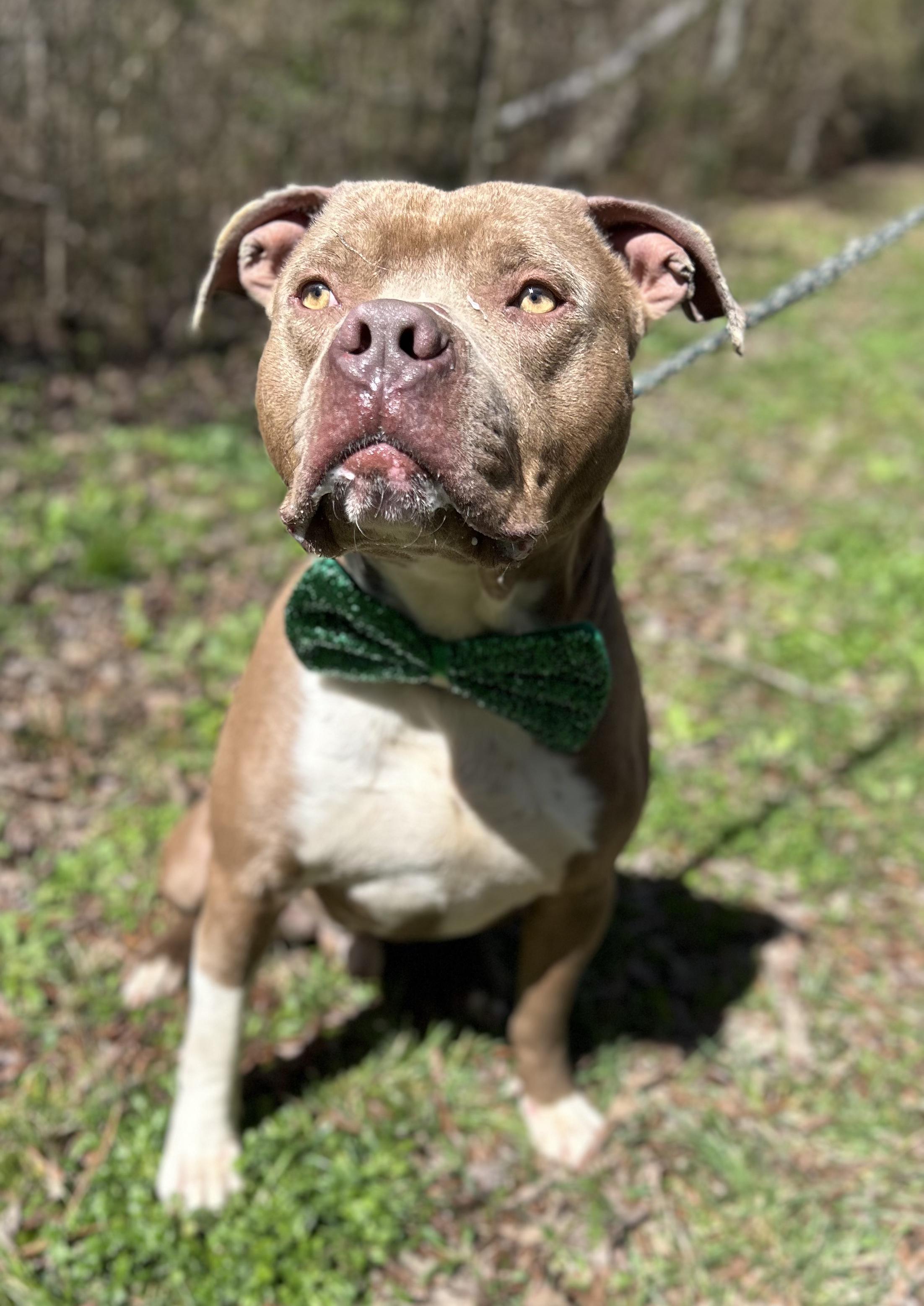 Enlarge Jerry, an adopted Mixed Breed in Manchester, TN image 3/4