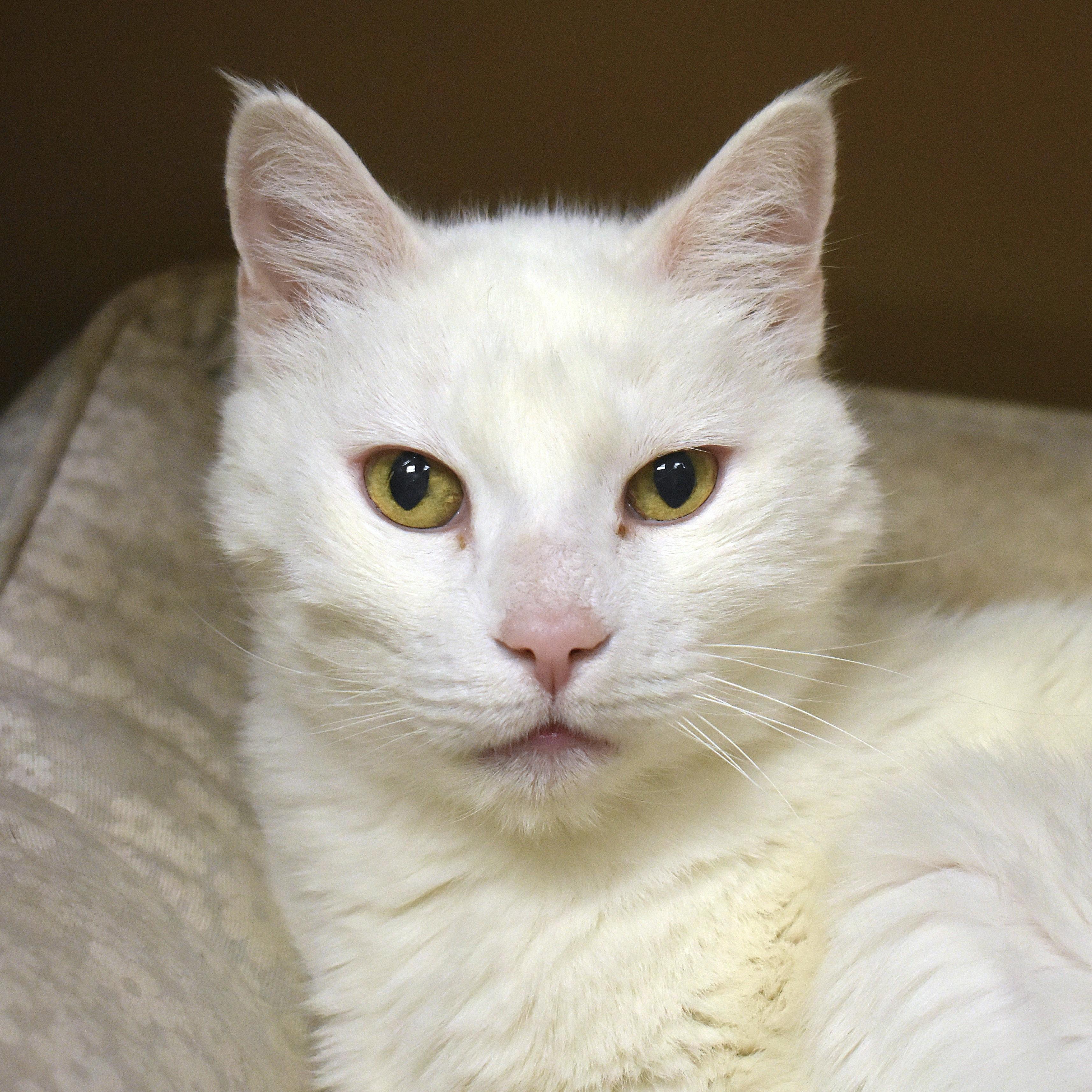 Enlarge Angel, an adopted Domestic Short Hair in Flagstaff, AZ image 1/1