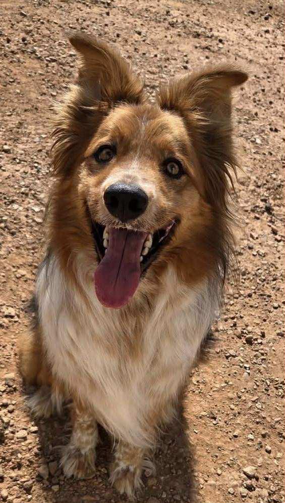 Enlarge Maverick, a Adoptable mixed breed in Polson, MT image 1/3