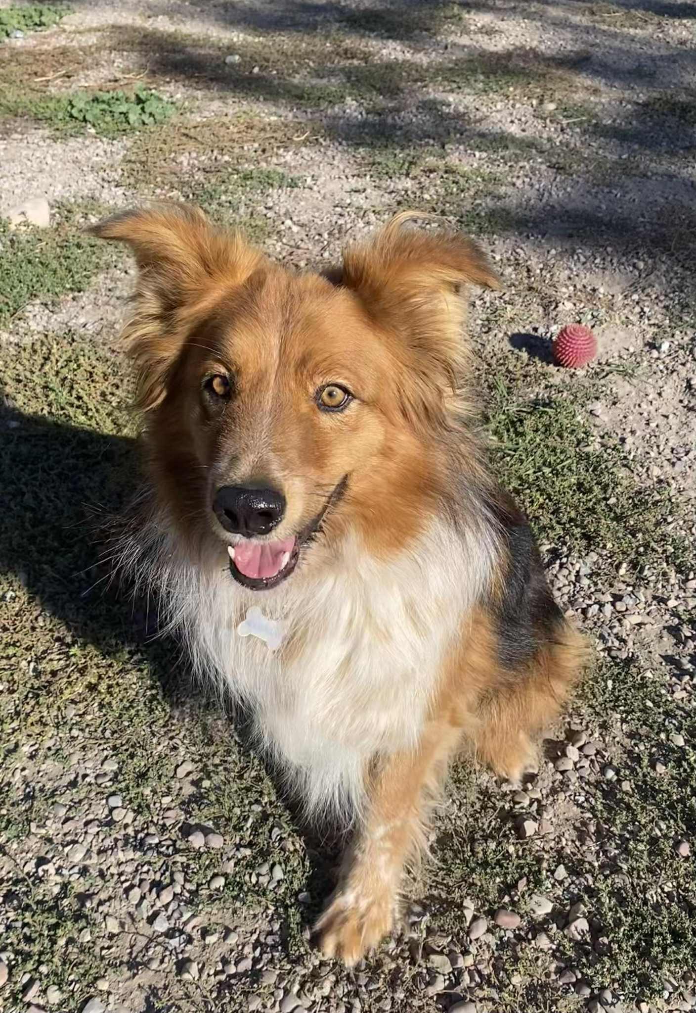 Enlarge Maverick, a Adoptable mixed breed in Polson, MT image 2/3