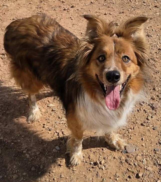 Enlarge Maverick, a Adoptable mixed breed in Polson, MT image 3/3