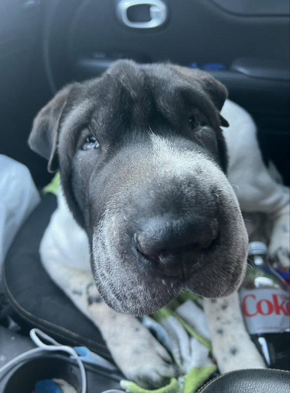 Inkblot, Adoptable, Adult Male Shar-Pei.