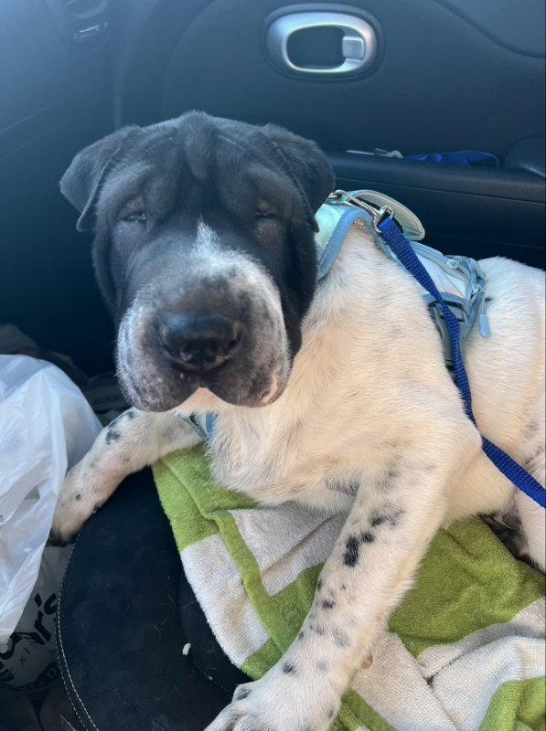 Enlarge Inkblot, a Adoptable Shar-Pei in Dallas, TX image 2/3