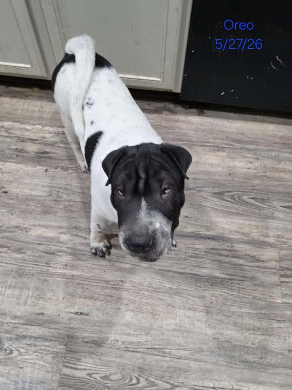 Enlarge Inkblot, a Adoptable Shar-Pei in Dallas, TX image 3/3