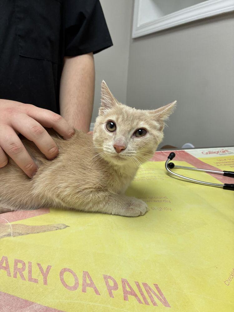 Enlarge Hermes, a Adoptable Domestic Short Hair in Marietta, GA image 1/1