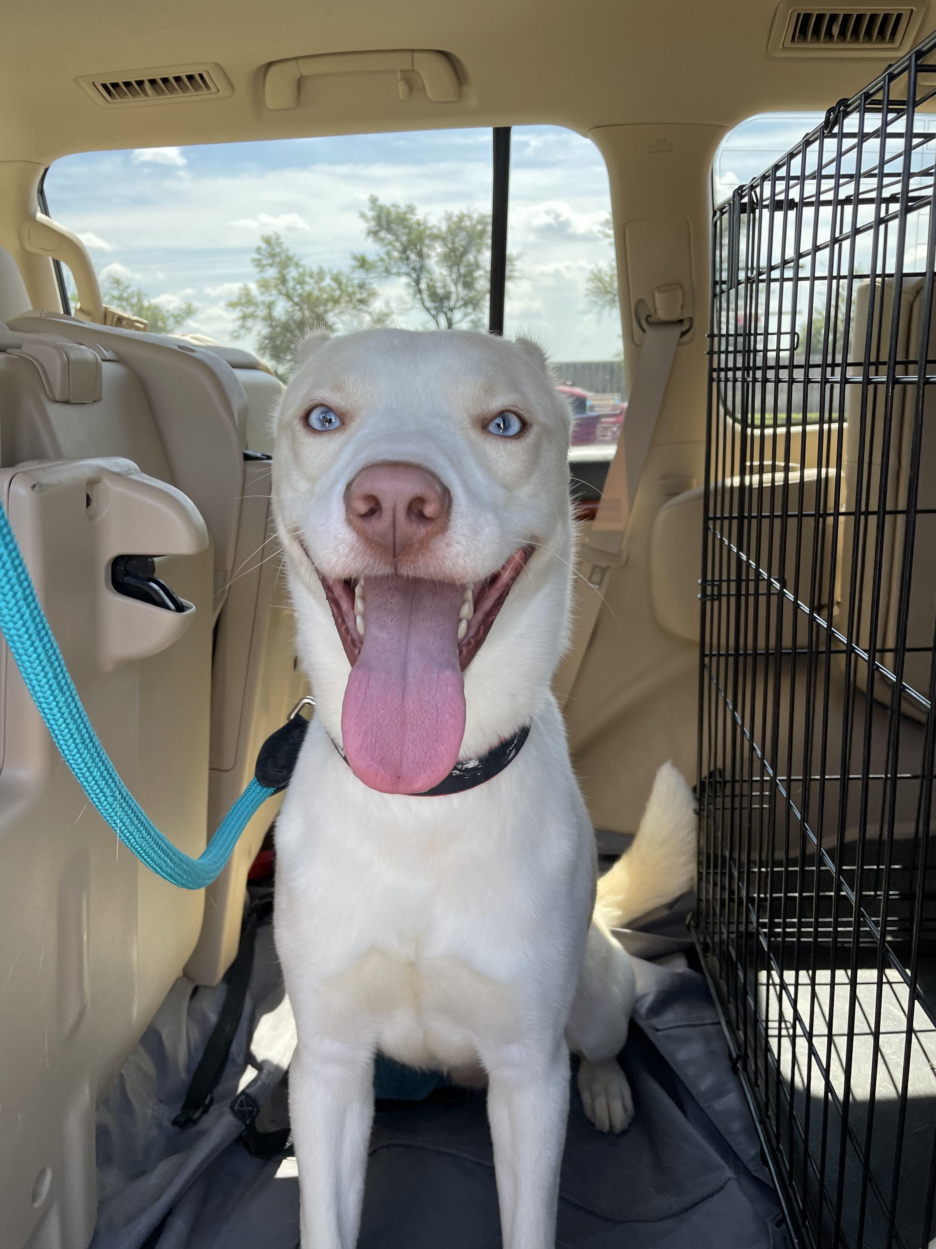 Enlarge Bolt, a Adopted mixed breed in Lincoln, NE image 2/6