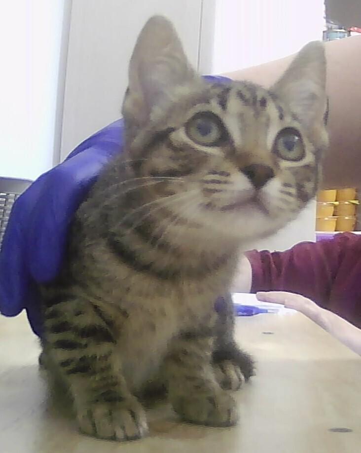 Wendy, Adoptable, Kitten Female Domestic Short Hair.
