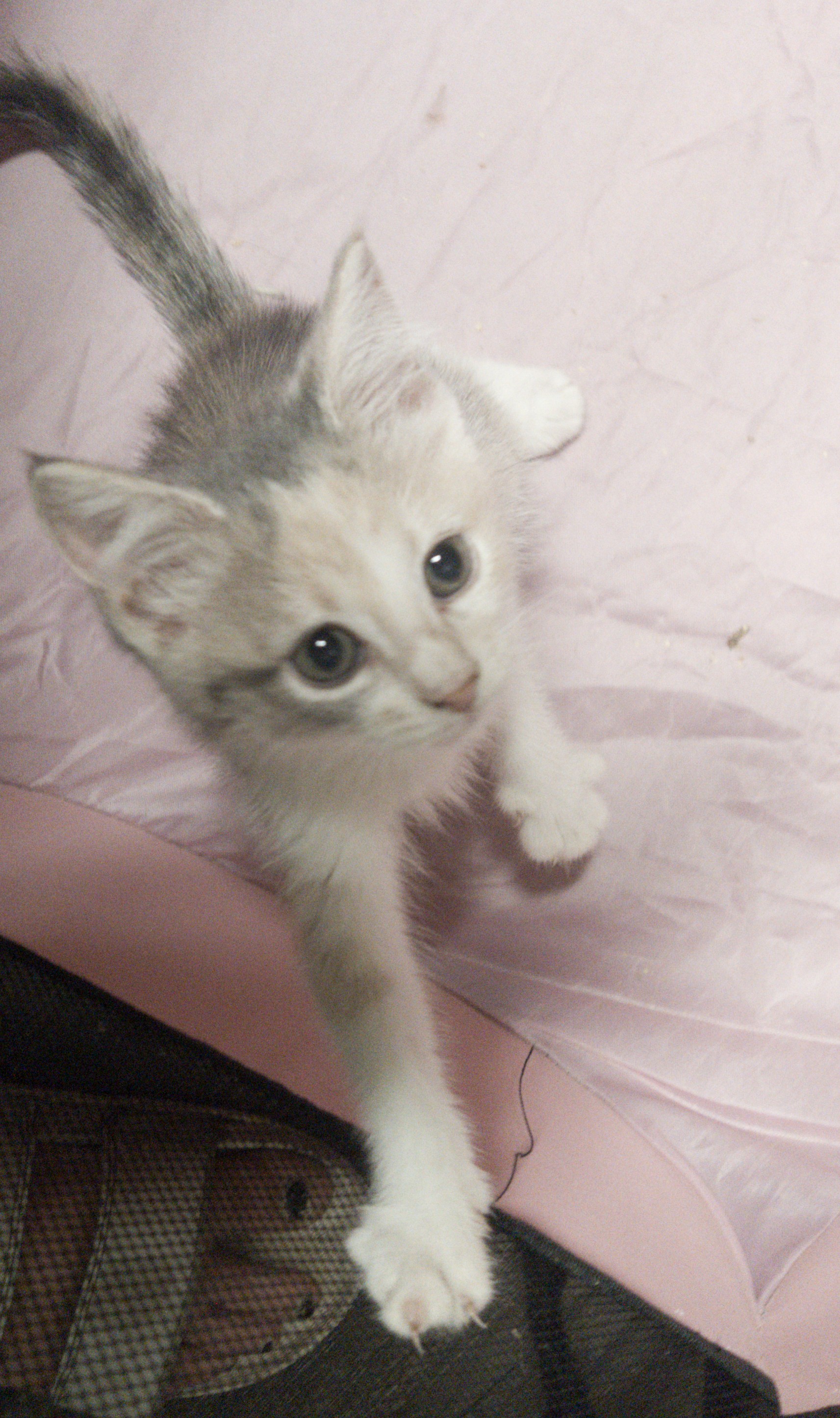 Maple