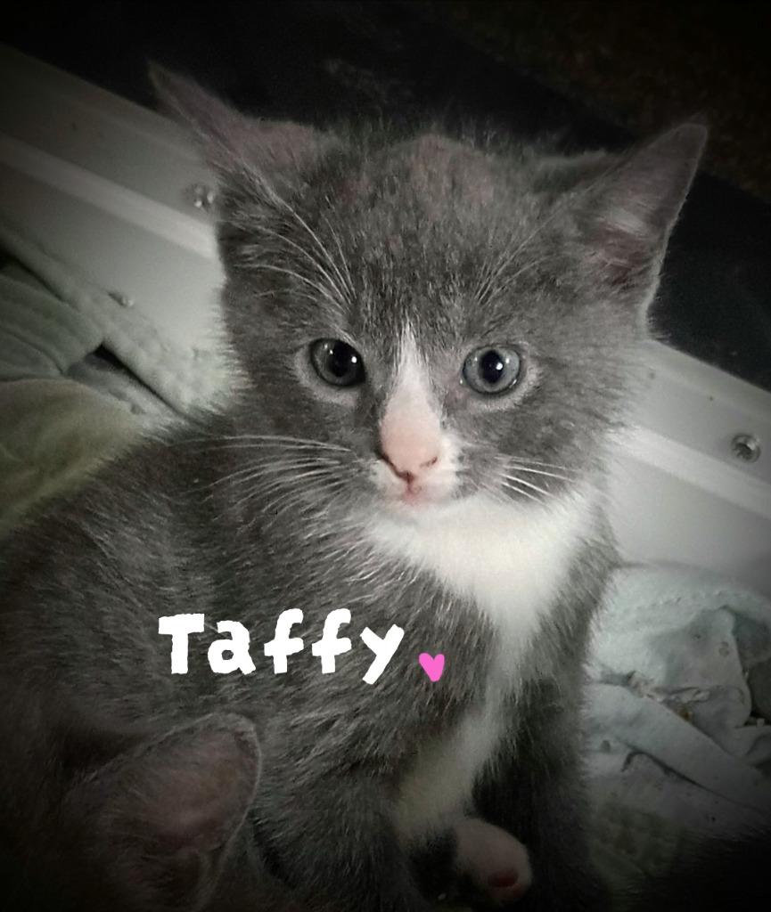 Taffy Candy, Adoptable, Kitten Female Domestic Short Hair.