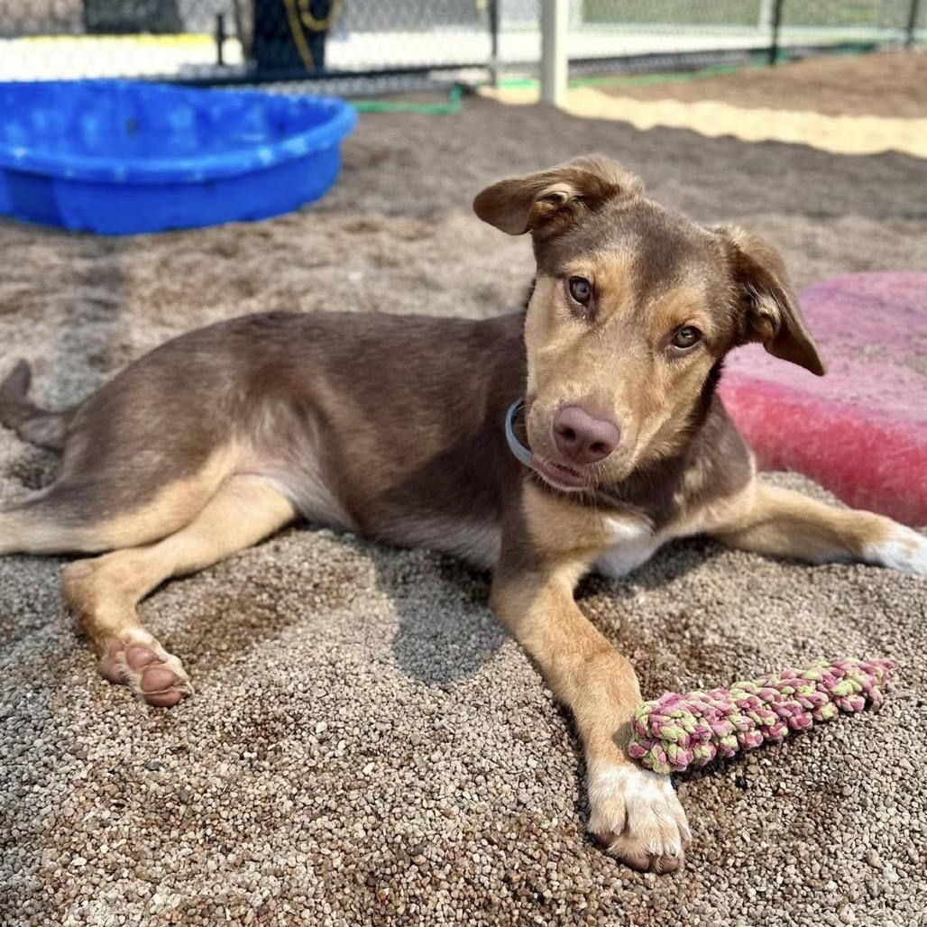 Enlarge Stella, a Adoptable Mixed Breed in Sand Springs, OK image 1/6