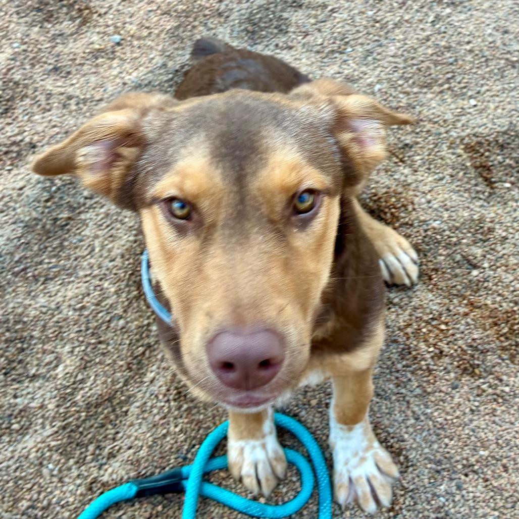 Enlarge Stella, a Adoptable Mixed Breed in Sand Springs, OK image 2/6