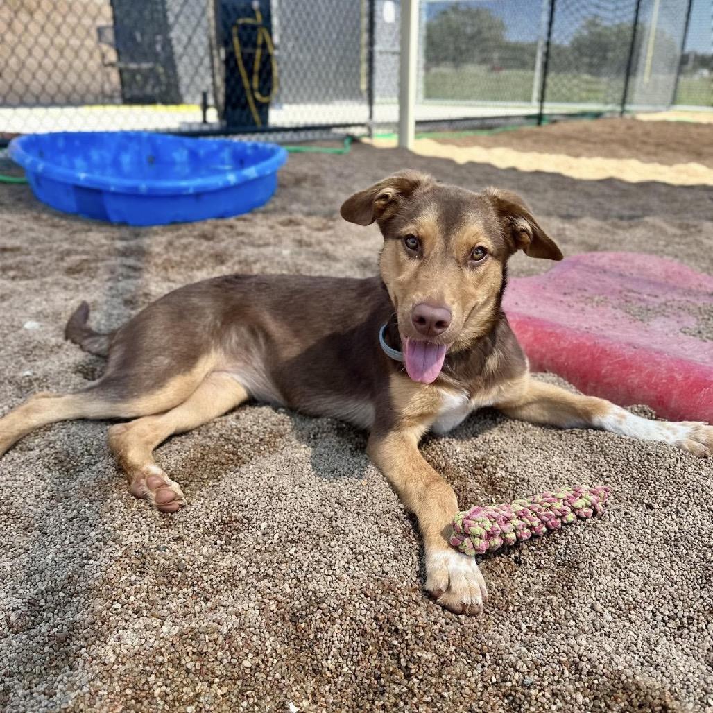 Enlarge Stella, a Adoptable Mixed Breed in Sand Springs, OK image 3/6