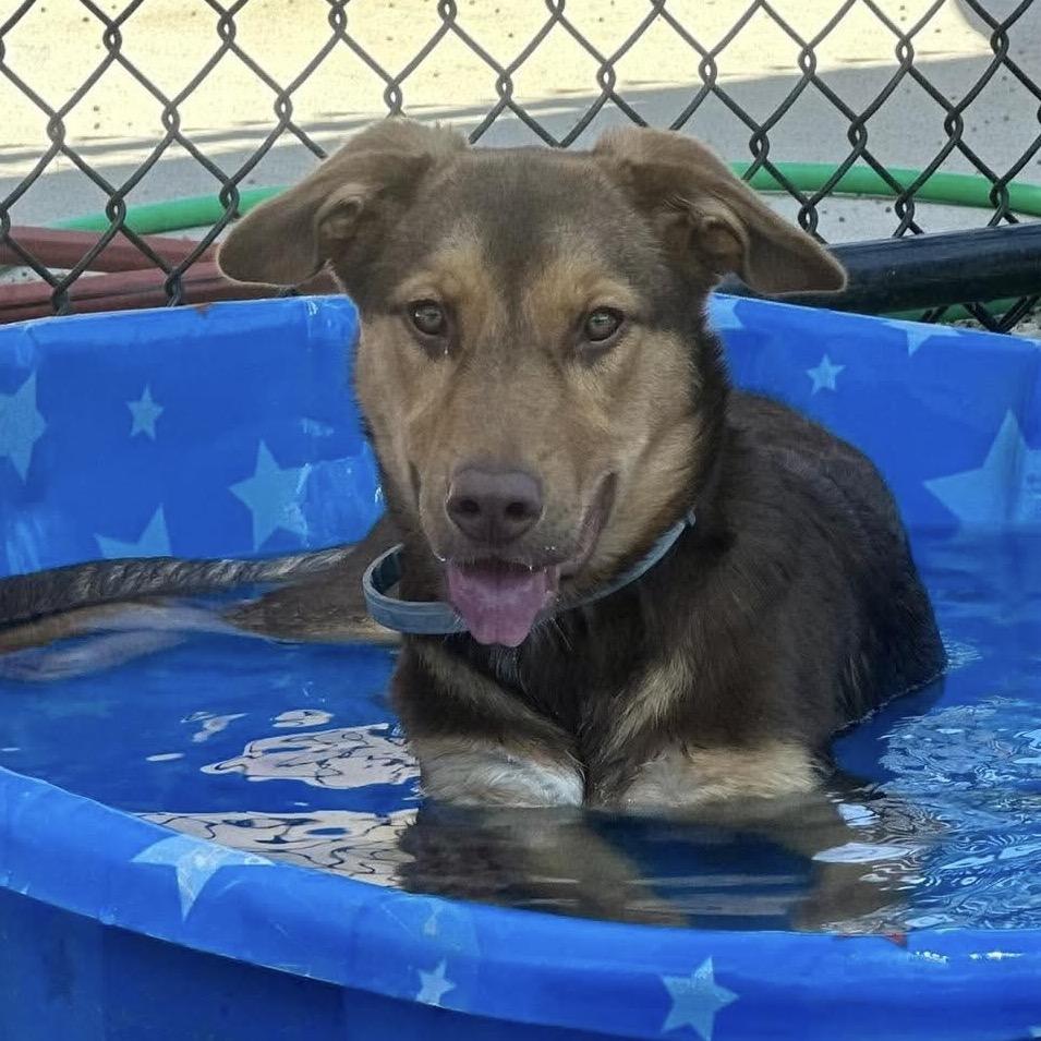 Enlarge Stella, a Adoptable Mixed Breed in Sand Springs, OK image 4/6