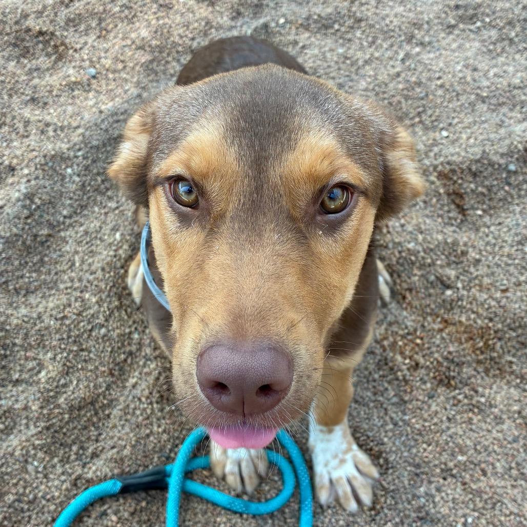 Enlarge Stella, a Adoptable Mixed Breed in Sand Springs, OK image 5/6