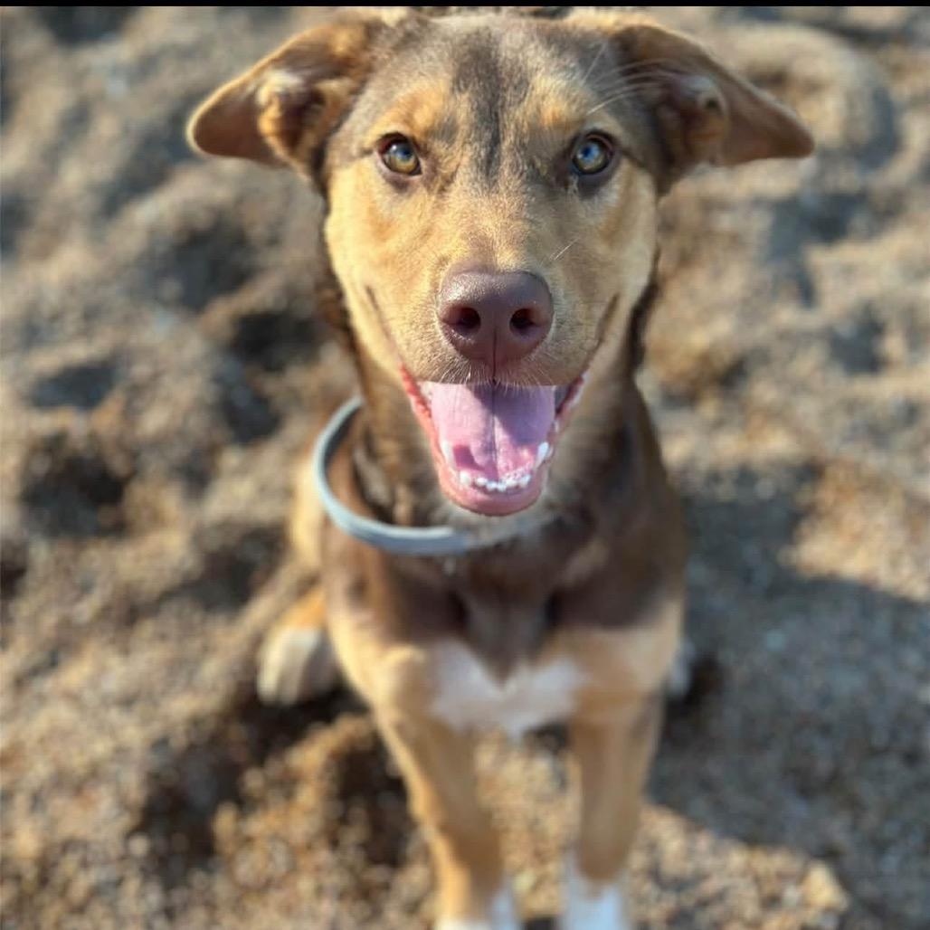 Enlarge Stella, a Adoptable Mixed Breed in Sand Springs, OK image 6/6