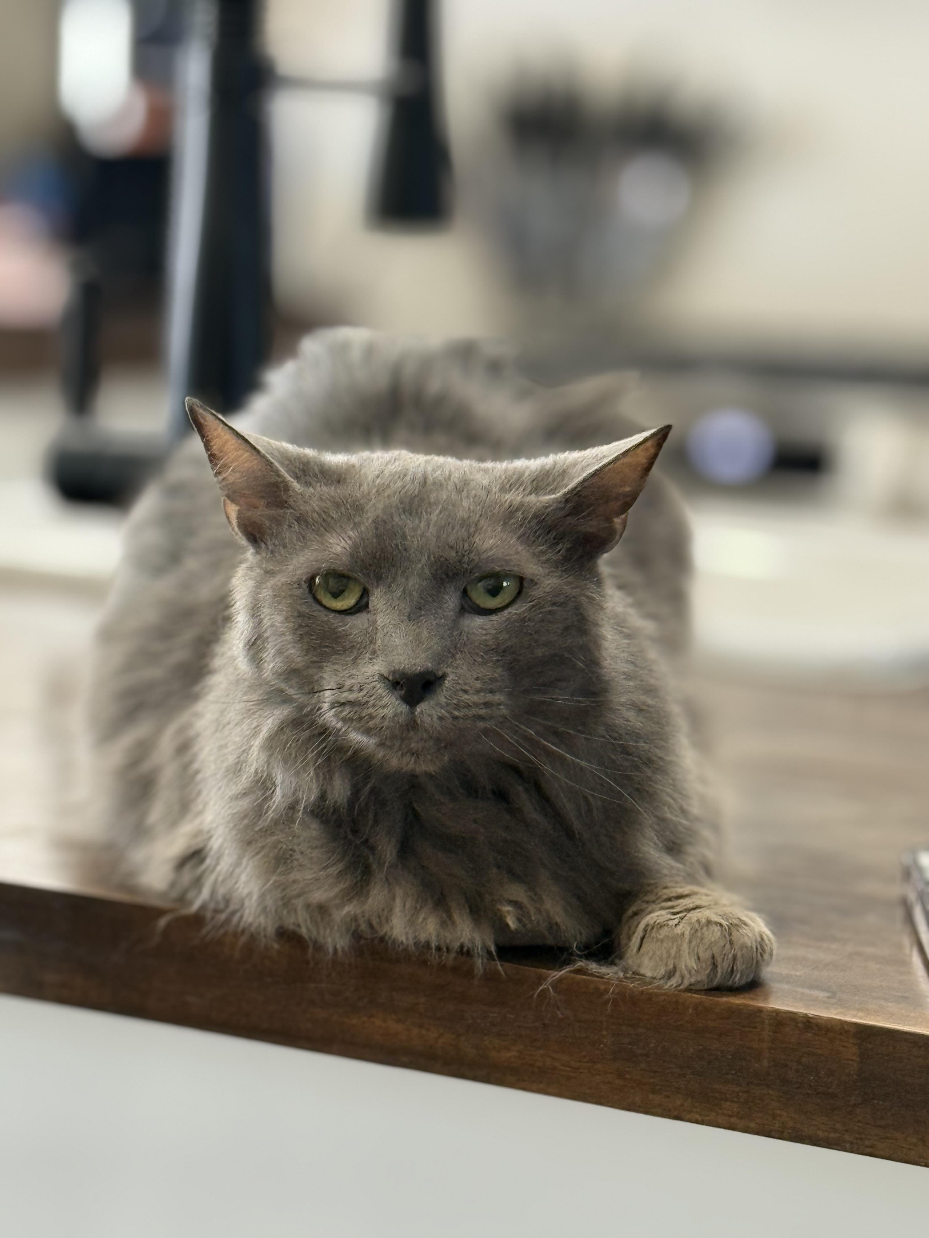 Enlarge Jasper, an adopted mixed breed in Phoenix, AZ image 3/4