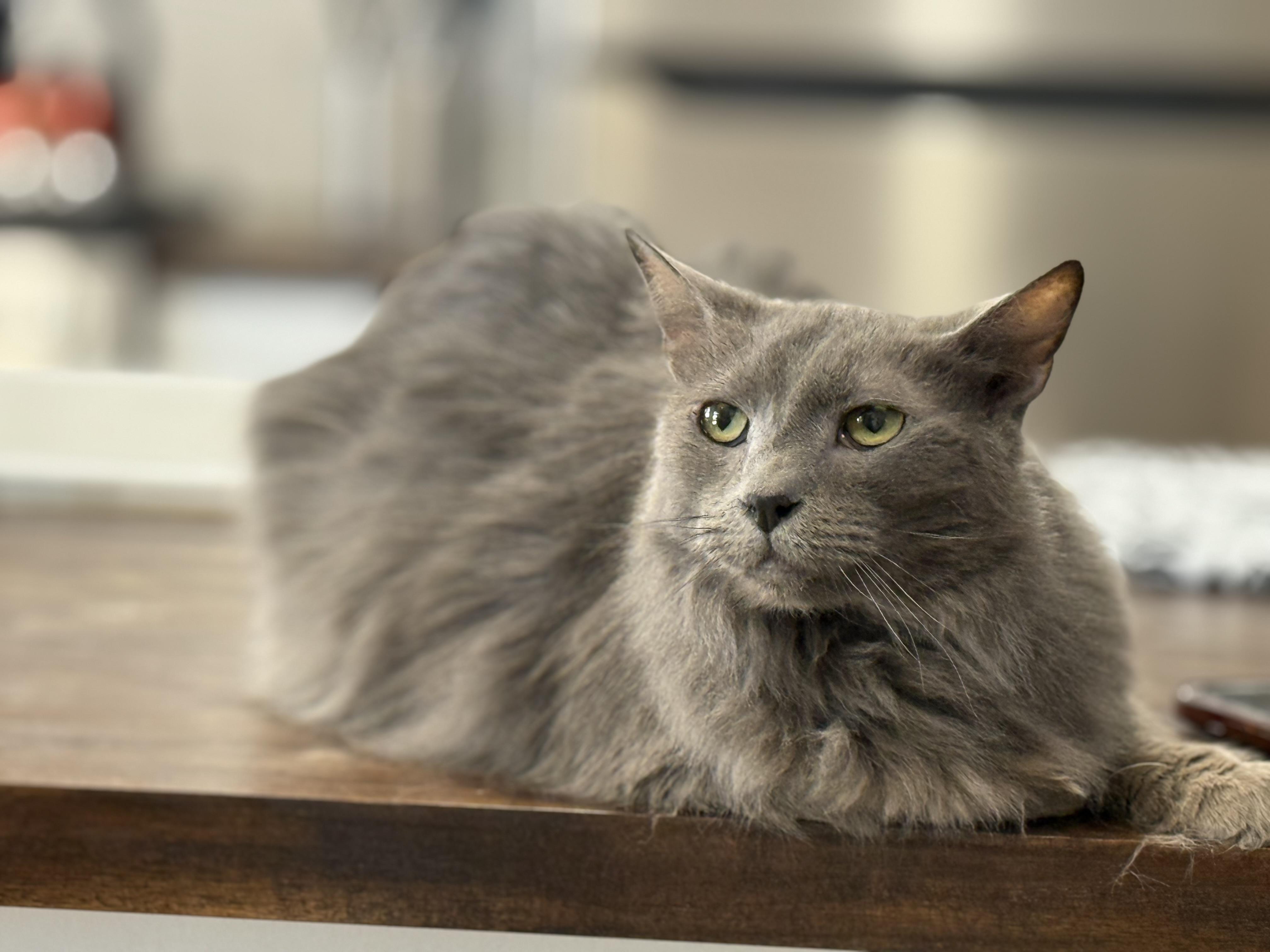 Enlarge Jasper, an adopted mixed breed in Phoenix, AZ image 2/4