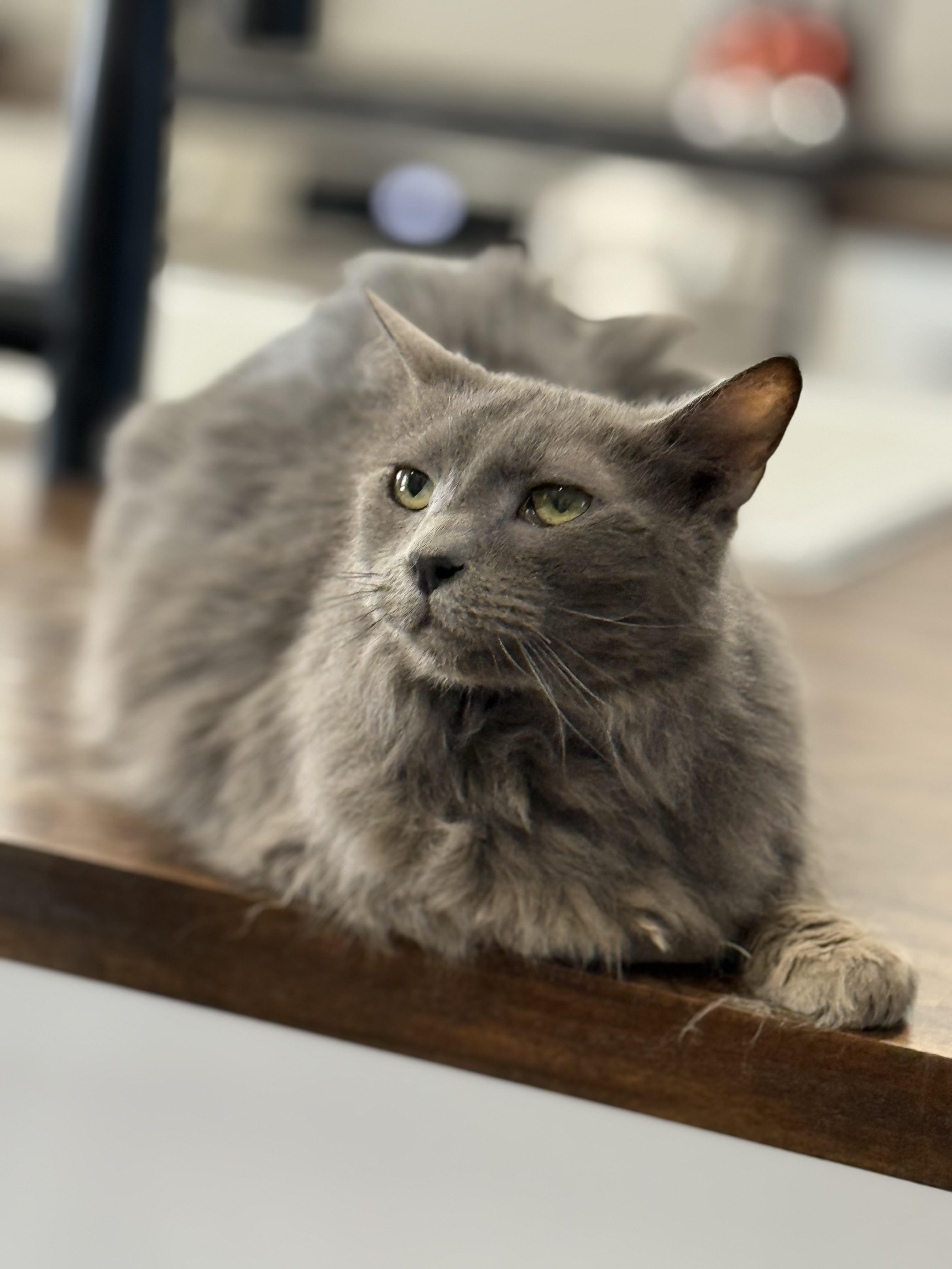 Enlarge Jasper, an adopted mixed breed in Phoenix, AZ image 4/4