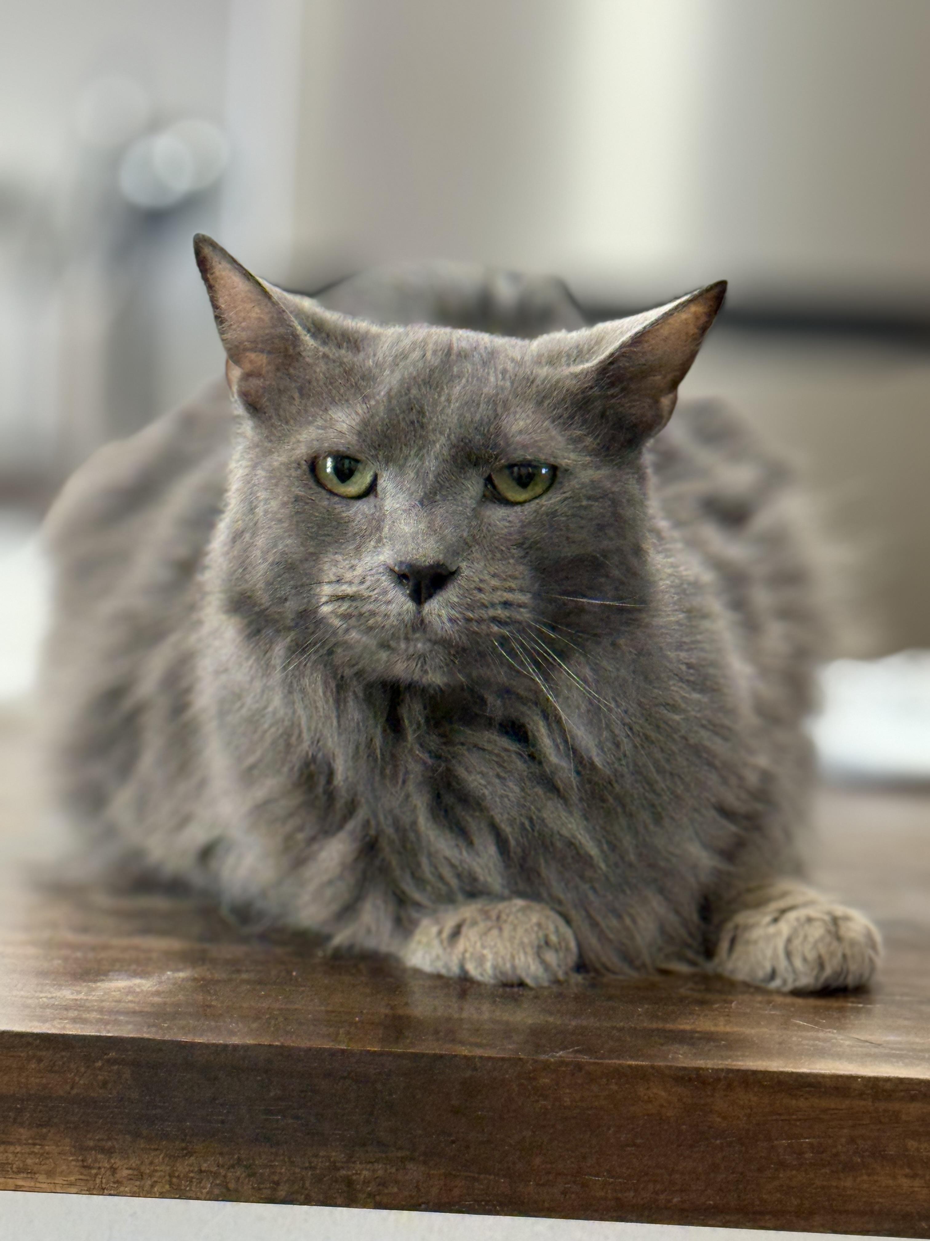 Jasper, adopted, Adult Male Domestic Medium Hair.
