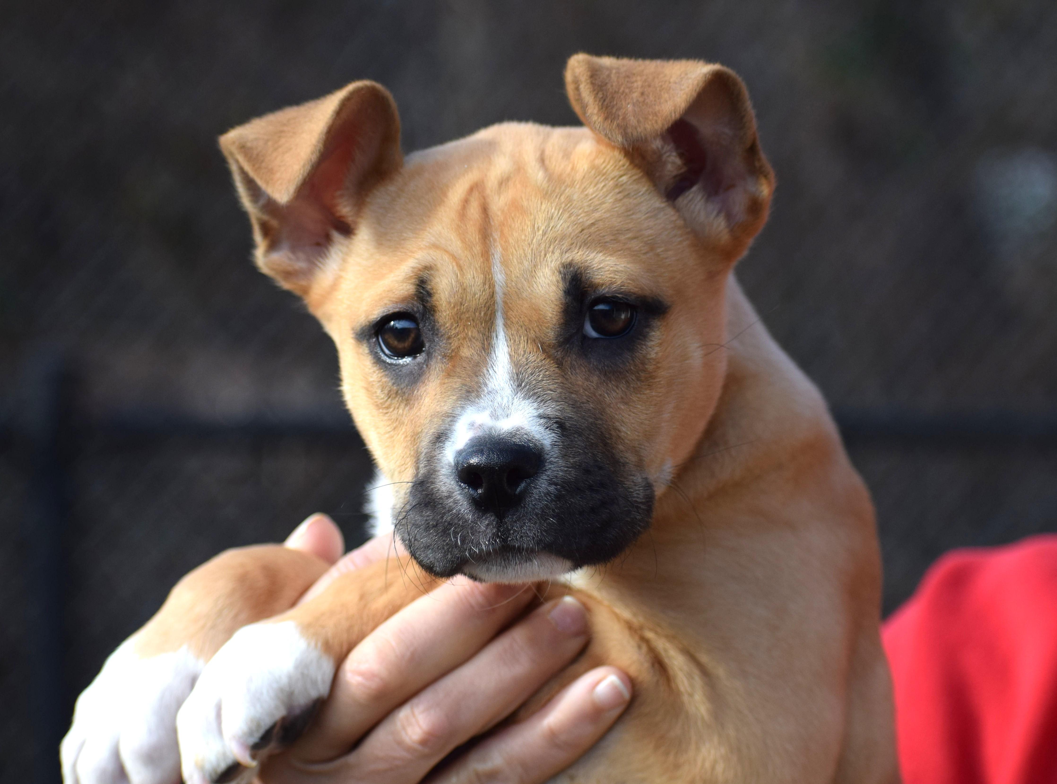 Suzy-Available 12/7@Petsmart! www.lhar.dog to apply! , ADOPTABLE, Puppy Female Boxer & Mountain Cur.