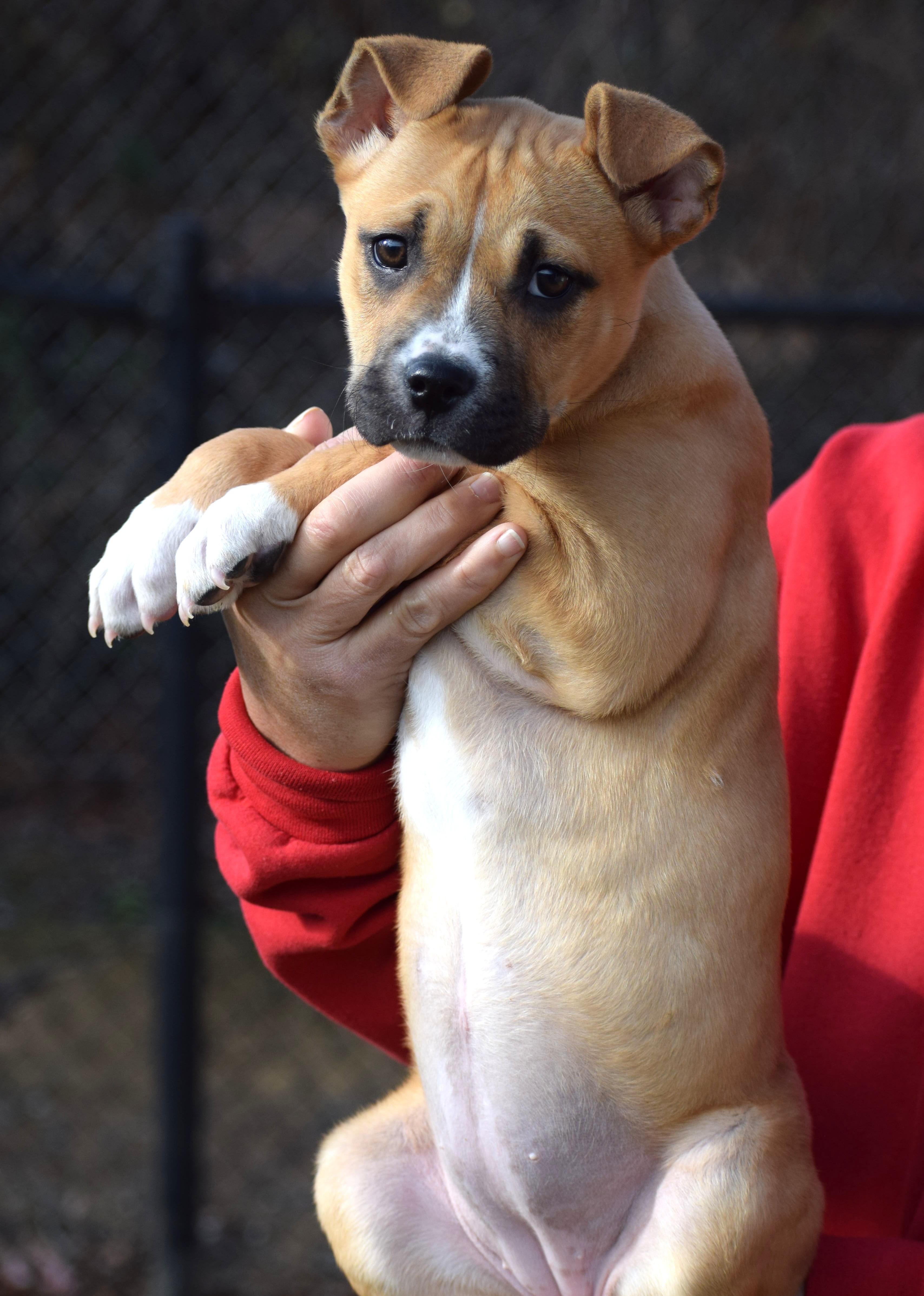 Suzy-Available 12/7@Petsmart! www.lhar.dog to apply! , a ADOPTABLE mixed breed in Frederick, MD image 2/5