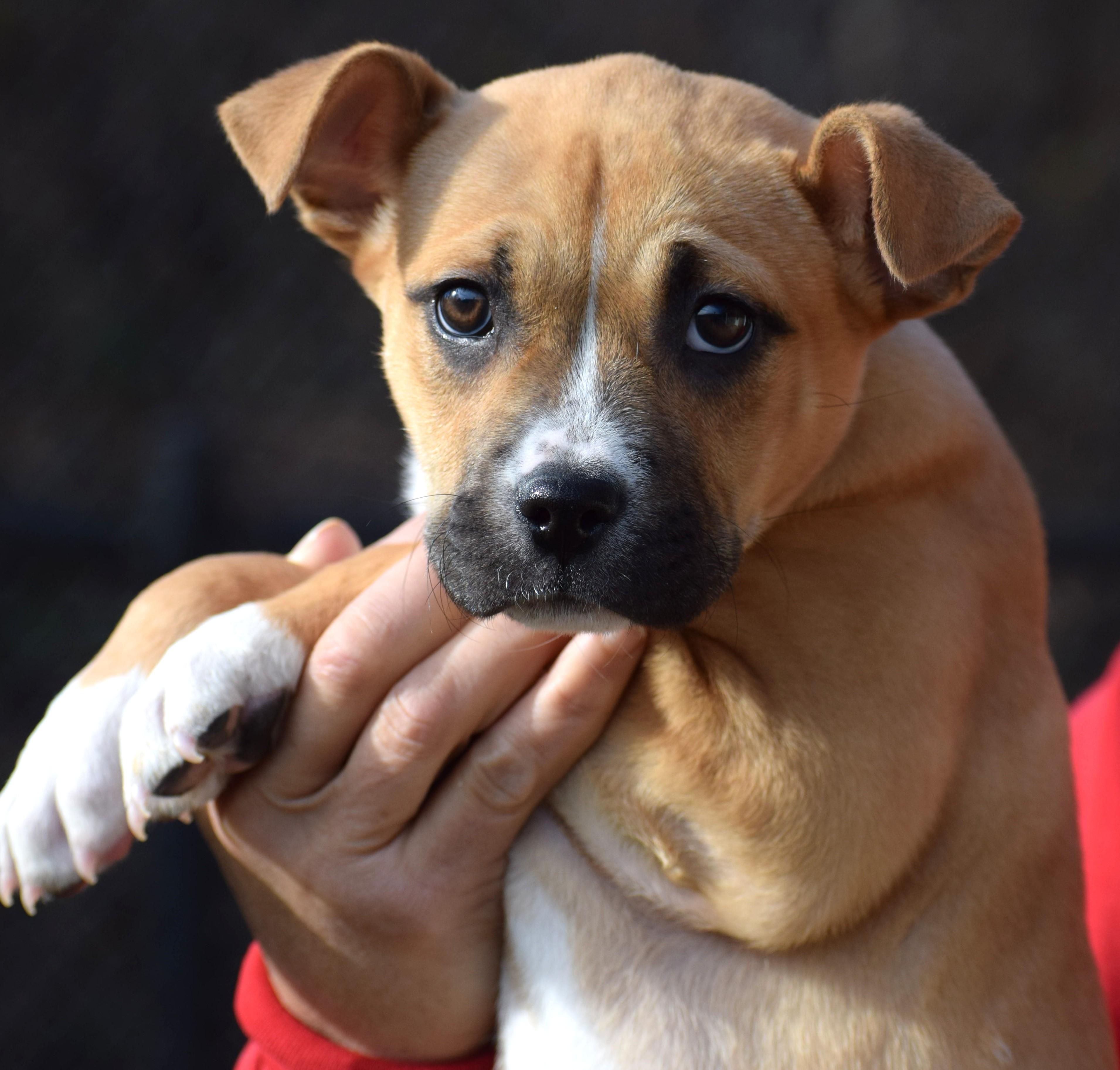 Suzy-Available 12/7@Petsmart! www.lhar.dog to apply! , a ADOPTABLE mixed breed in Frederick, MD image 5/5
