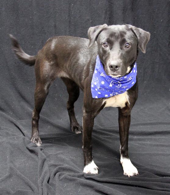 Enlarge TASHA, a Adoptable mixed breed in Winter Haven, FL image 1/1