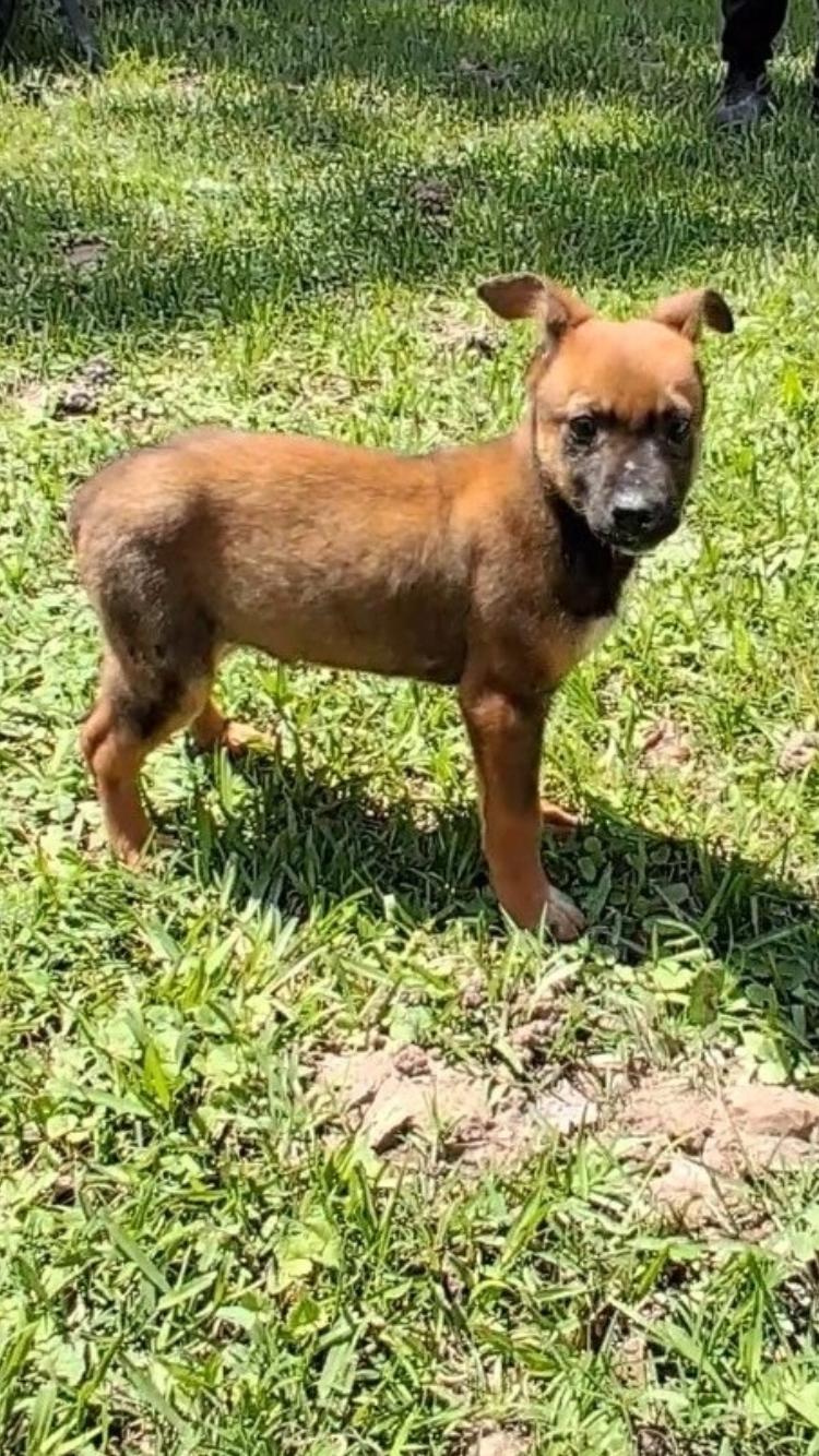Ruby, ADOPTABLE, Puppy Female Shepherd & Terrier.