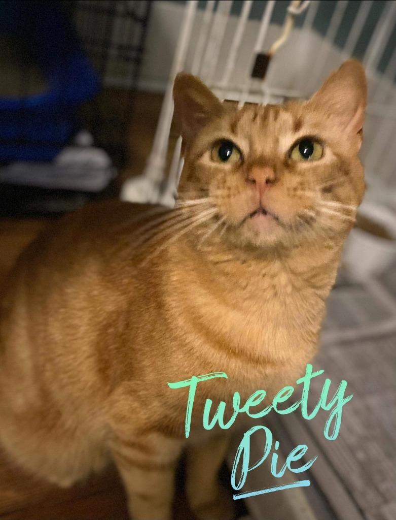 Tweety Pie, Adoptable, Adult Female Domestic Short Hair.