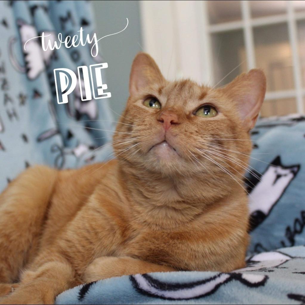 Tweety Pie, a Adoptable mixed breed in El Dorado, AR image 2/4