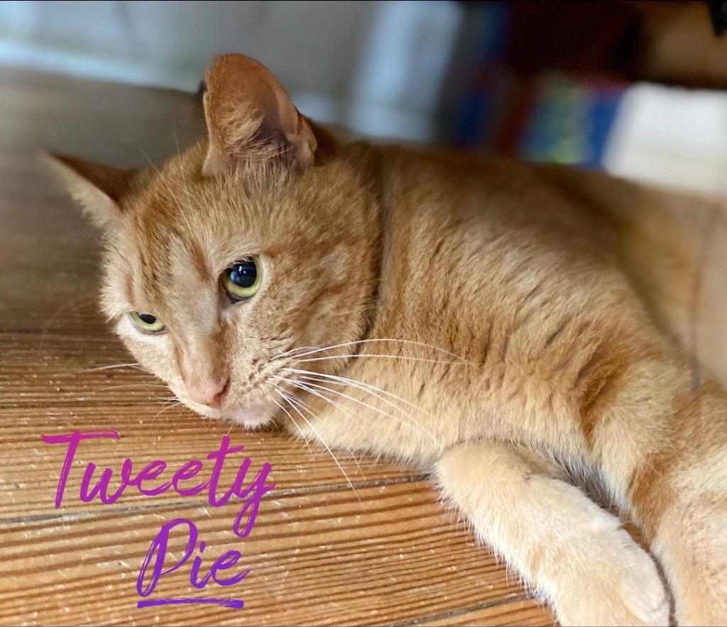 Tweety Pie, a Adoptable mixed breed in El Dorado, AR image 3/4