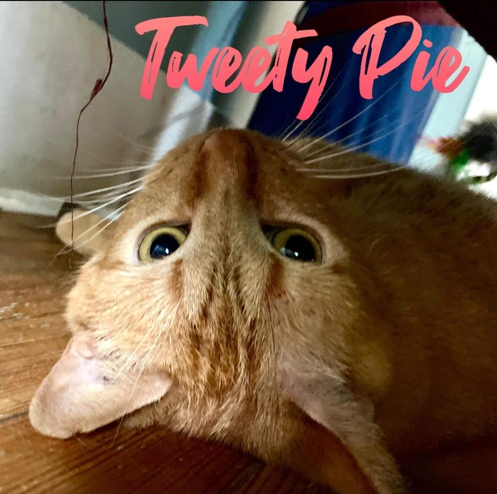 Tweety Pie, a Adoptable mixed breed in El Dorado, AR image 4/4