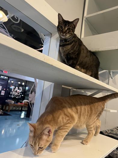 Cordelia — thumbnail 5