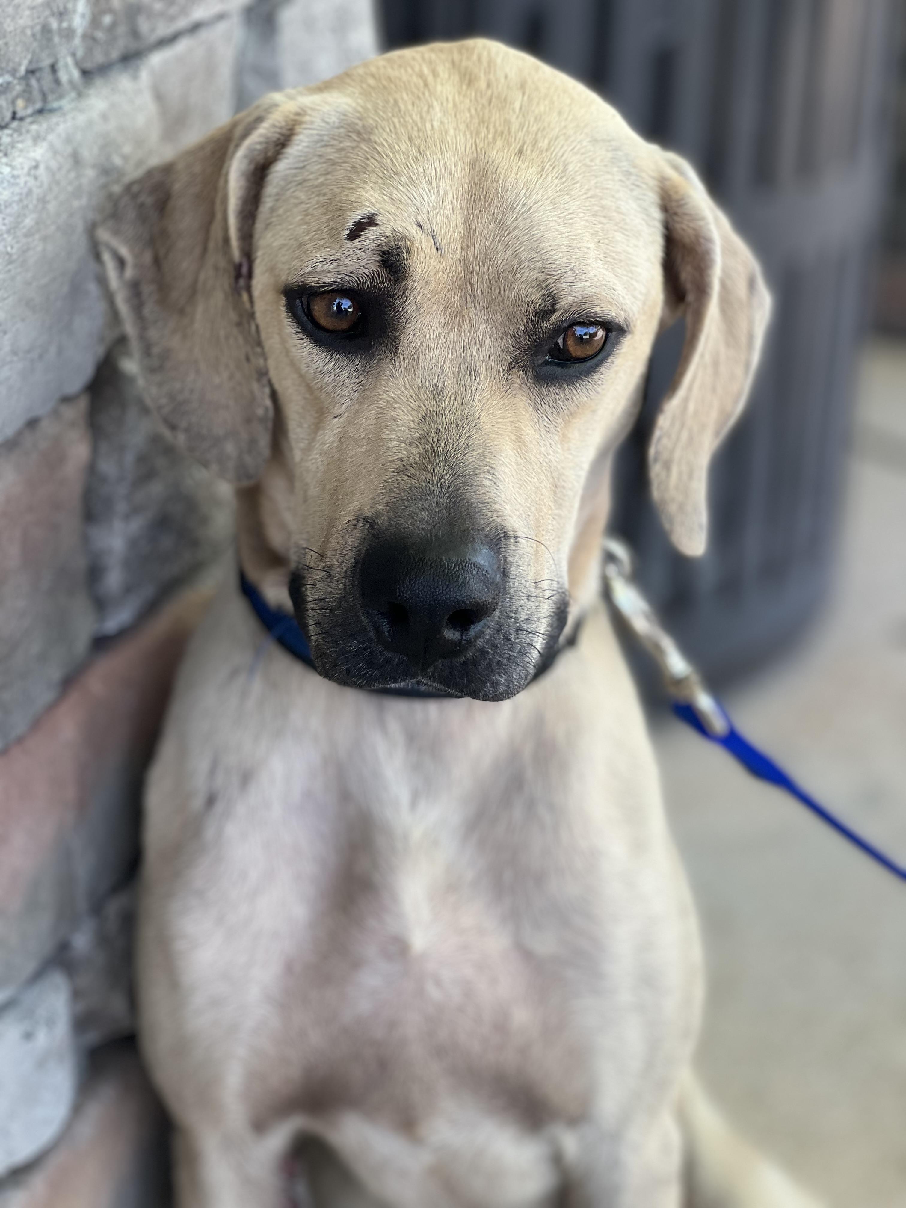 Enlarge Bandit, a Adopted Black Mouth Cur in Palm Coast, FL image 1/3