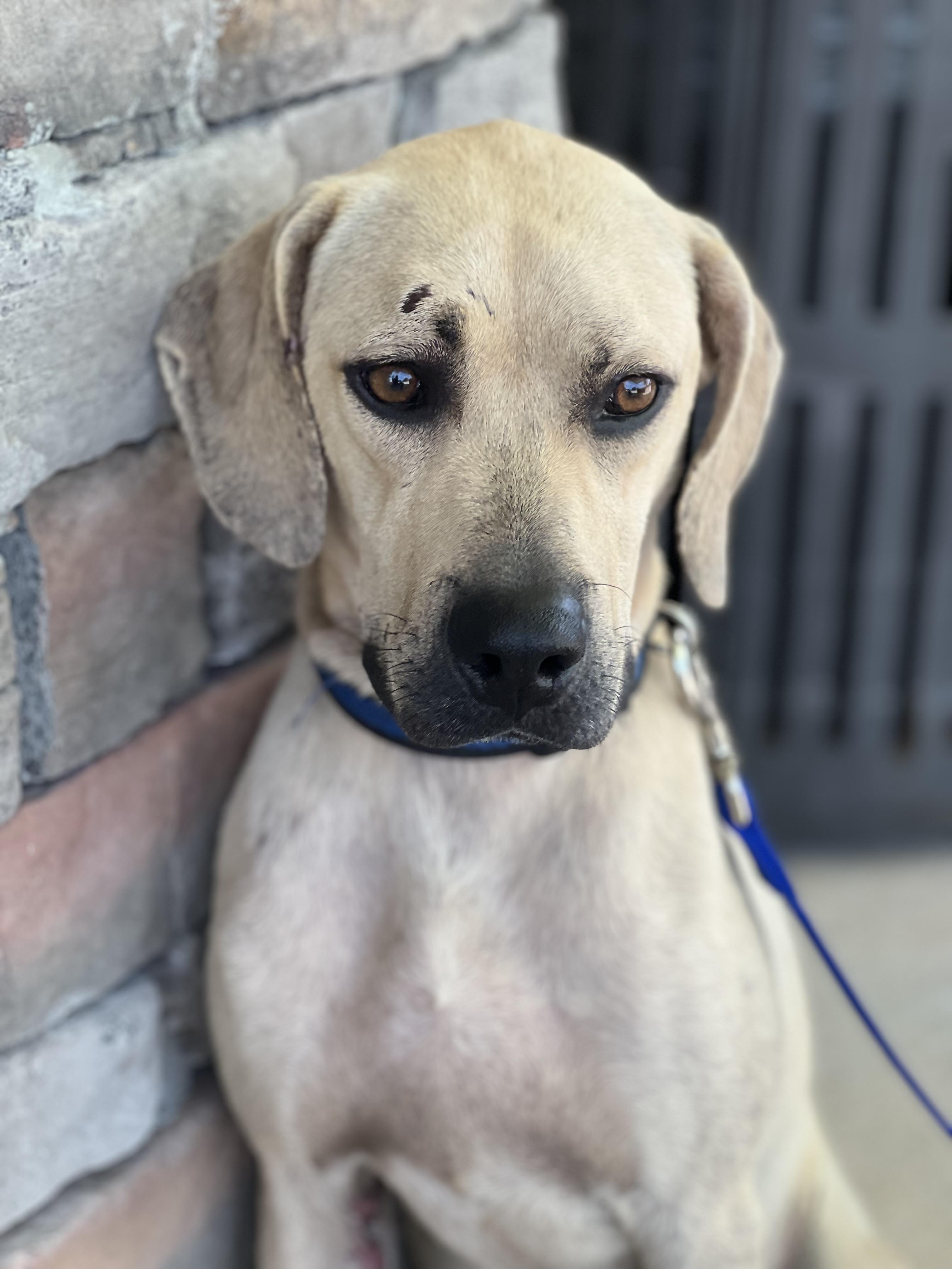 Enlarge Bandit, a Adopted Black Mouth Cur in Palm Coast, FL image 2/3