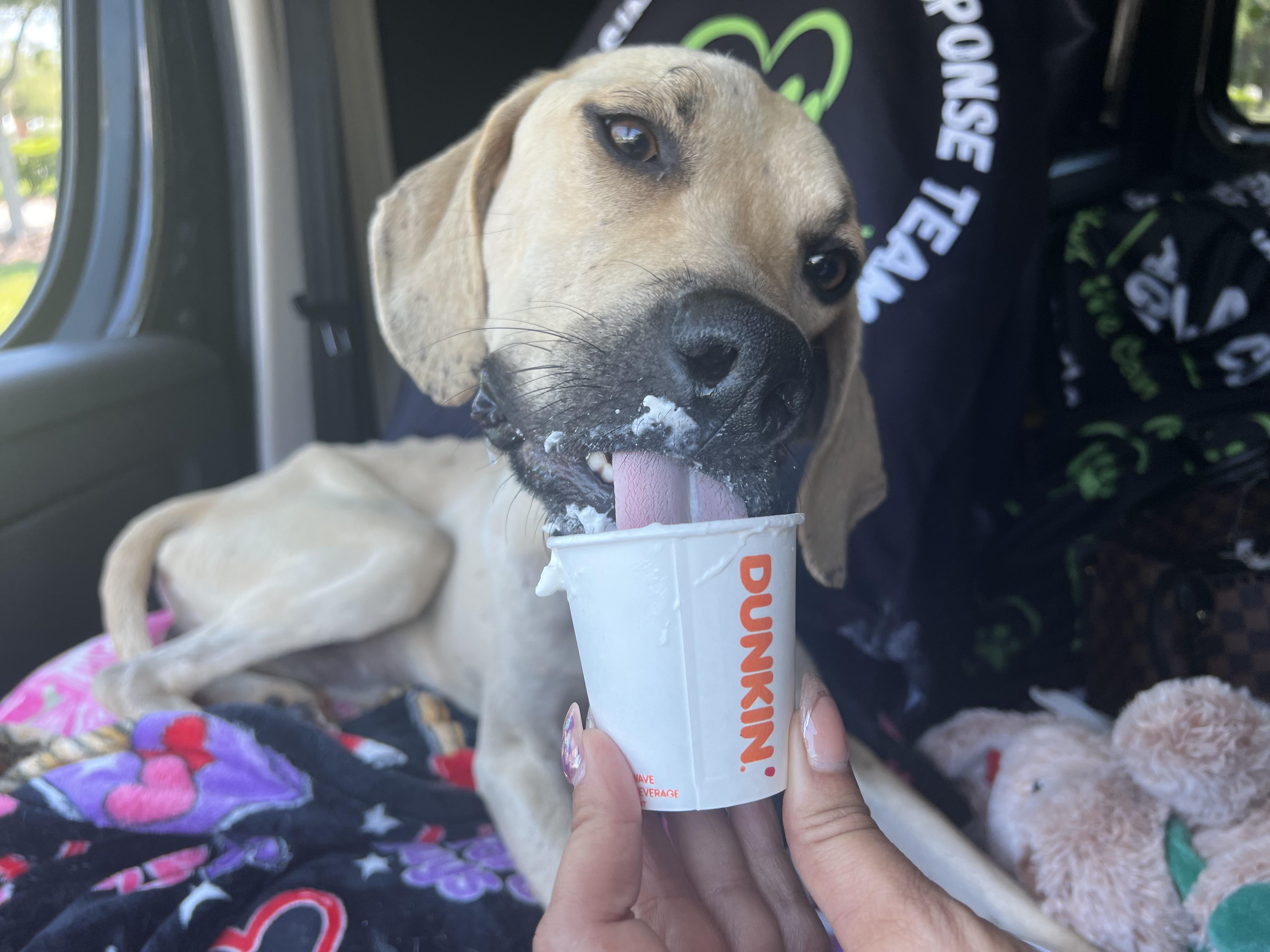 Enlarge Bandit, a Adopted Black Mouth Cur in Palm Coast, FL image 3/3