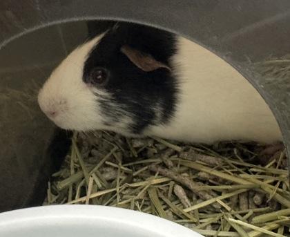 Bailey, Adoptable, Young Male Guinea Pig & Guinea Pig.
