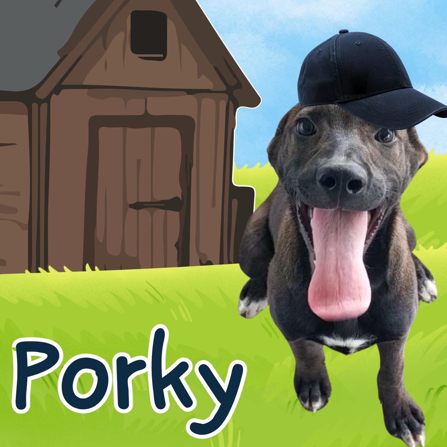 Porky, adoptable, Young Male Black Labrador Retriever & Mixed Breed.