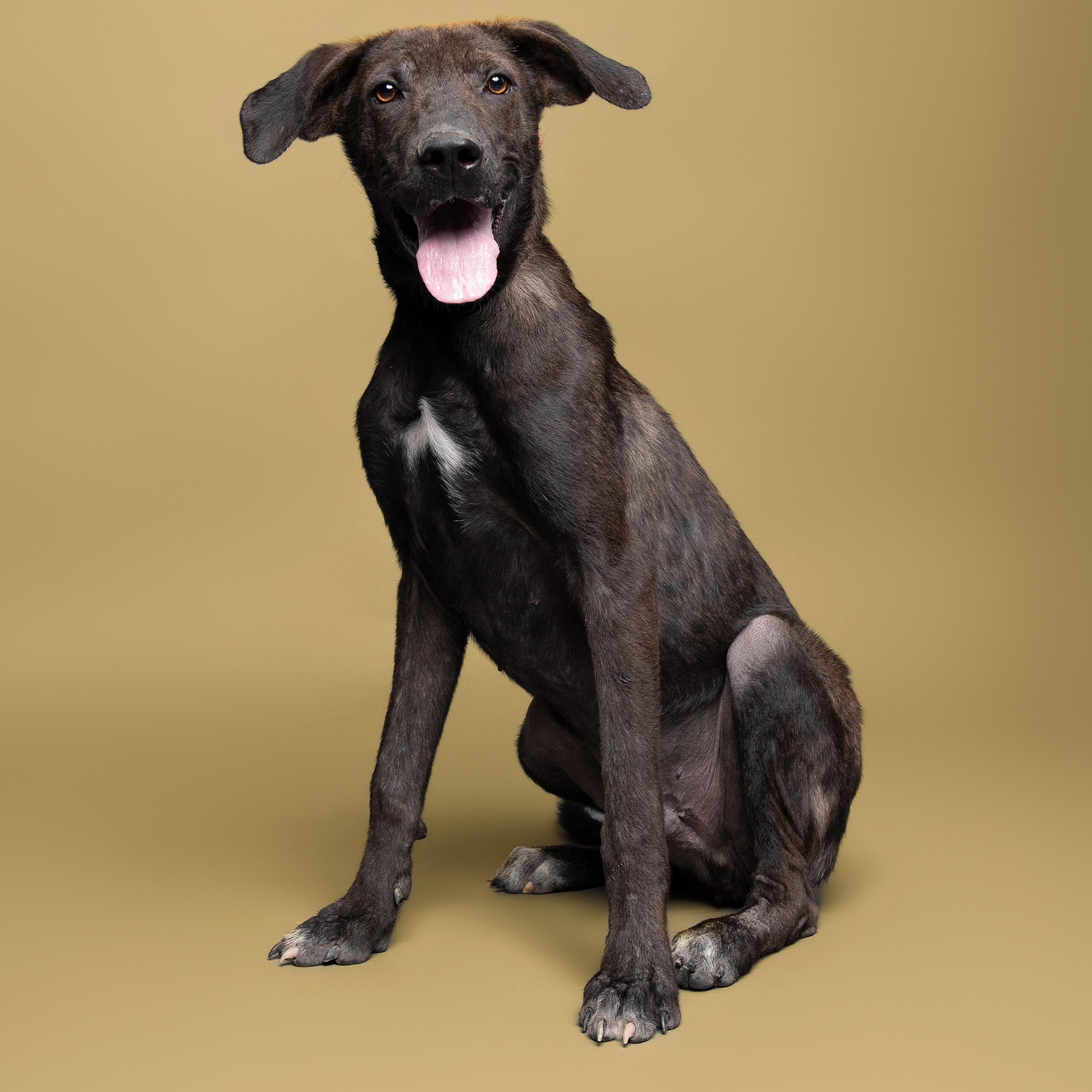 Enlarge Porky, an adoptable mixed breed in Aransas Pass, TX image 1/2