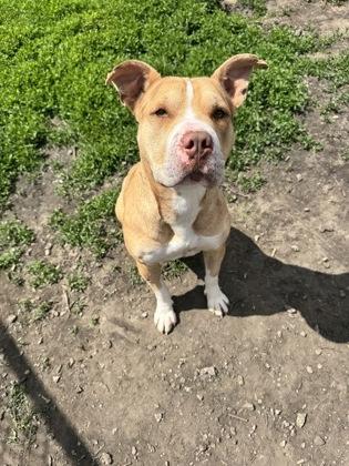 Sunshine, Adoptable, Adult Female Pit Bull Terrier & Mixed Breed.