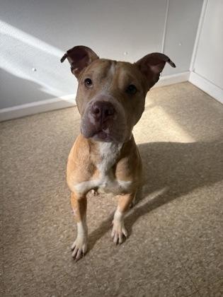 Enlarge Sunshine, a Adoptable mixed breed in St. Anne, IL image 2/3